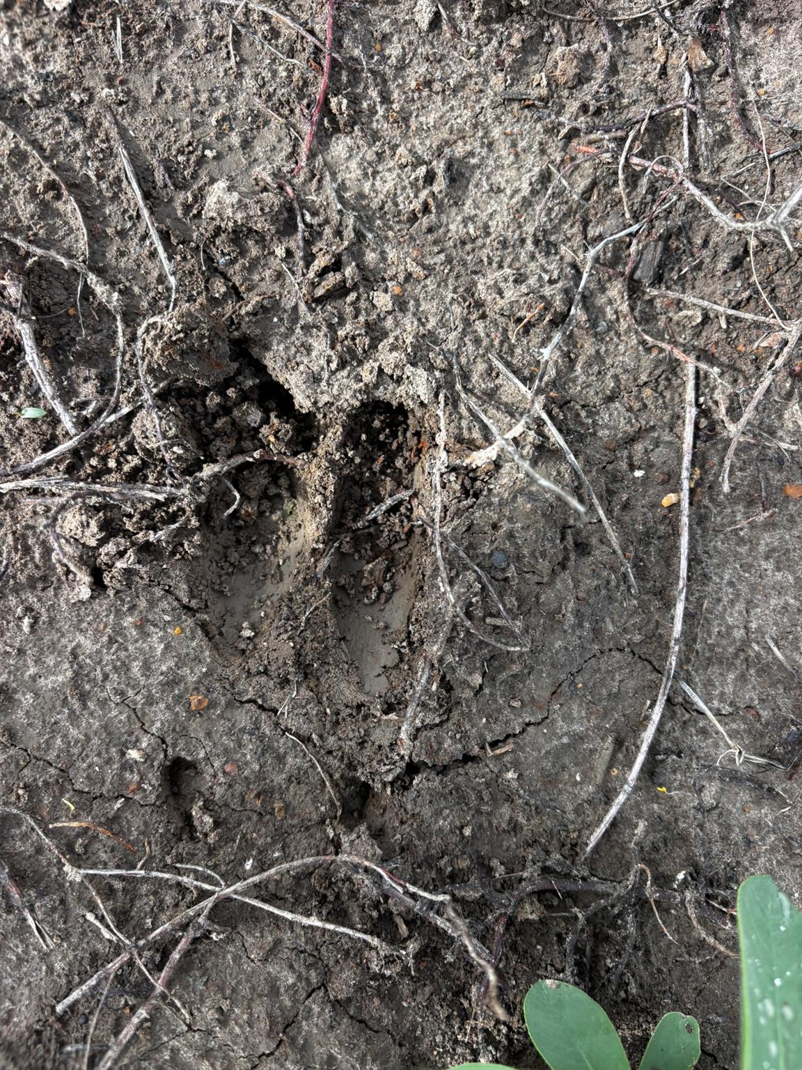 805 County Road 467, Thrall, TX 76578