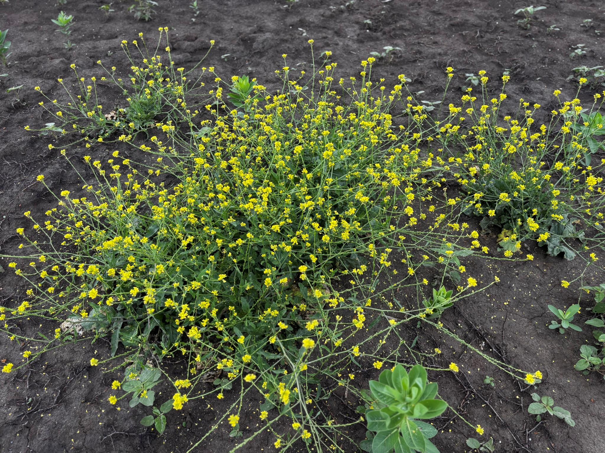 805 County Road 467, Thrall, TX 76578