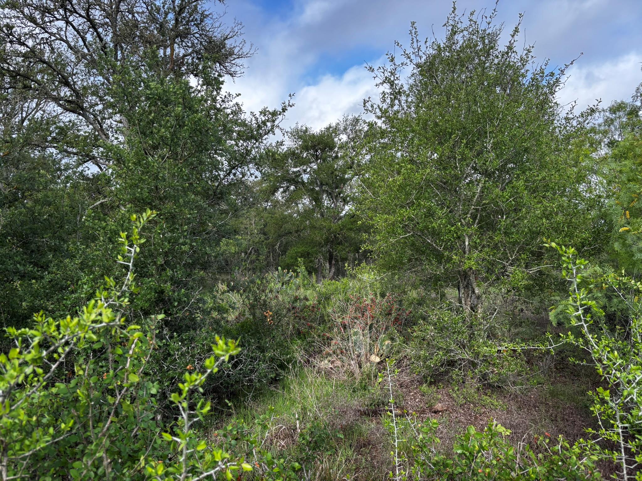 805 County Road 467, Thrall, TX 76578