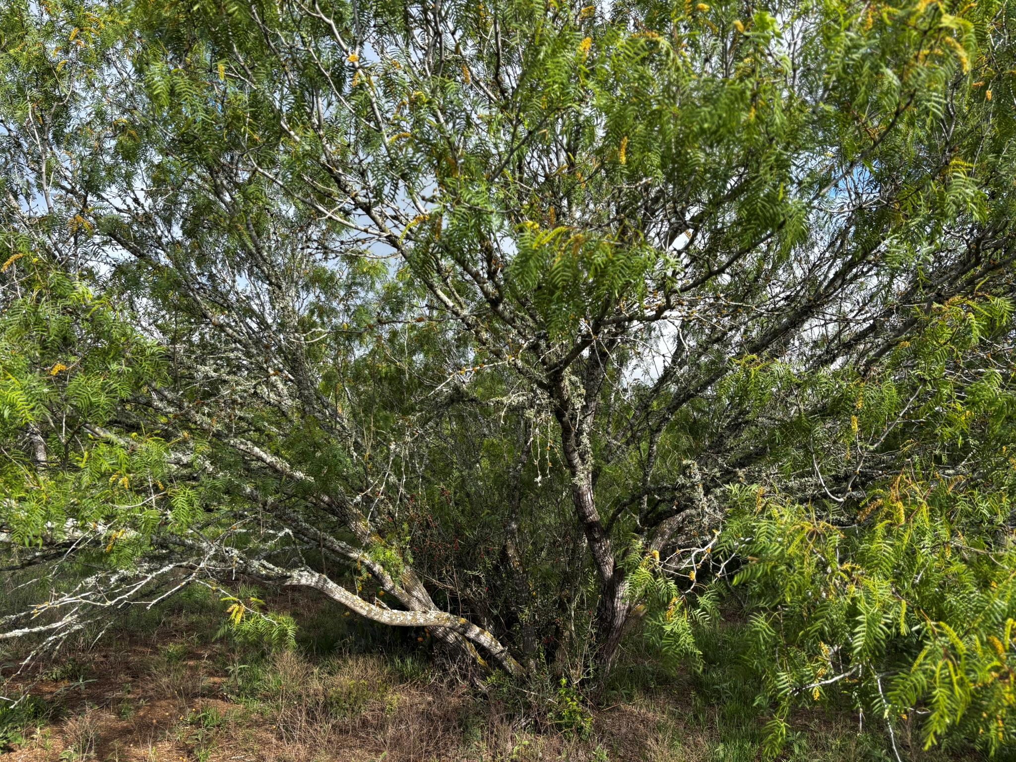 805 County Road 467, Thrall, TX 76578