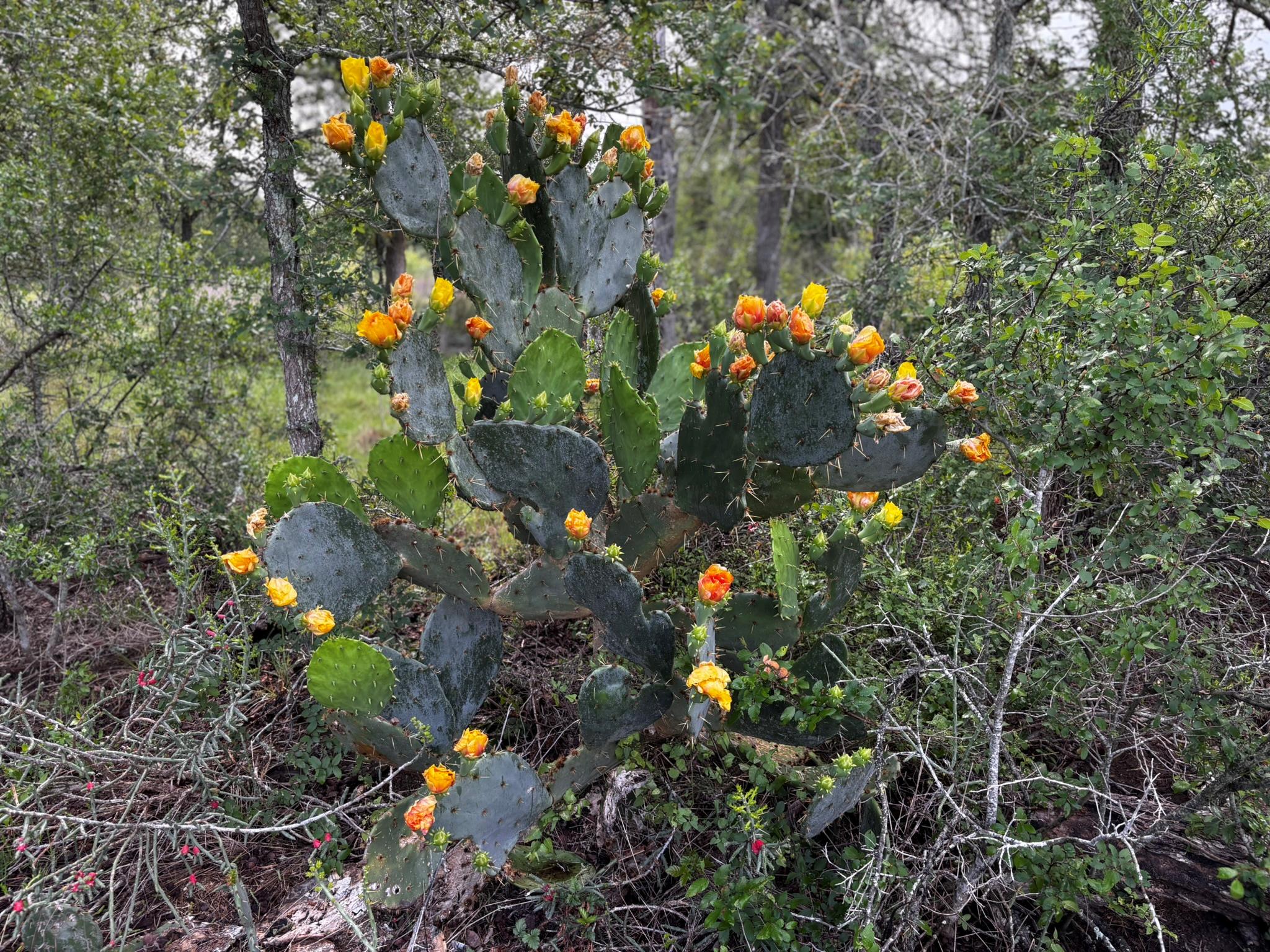 805 County Road 467, Thrall, TX 76578