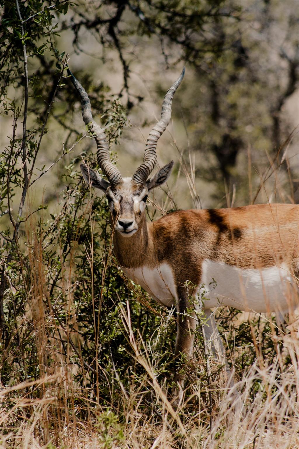 Lot 1 Sunset View Ct, Johnson City, TX 78636