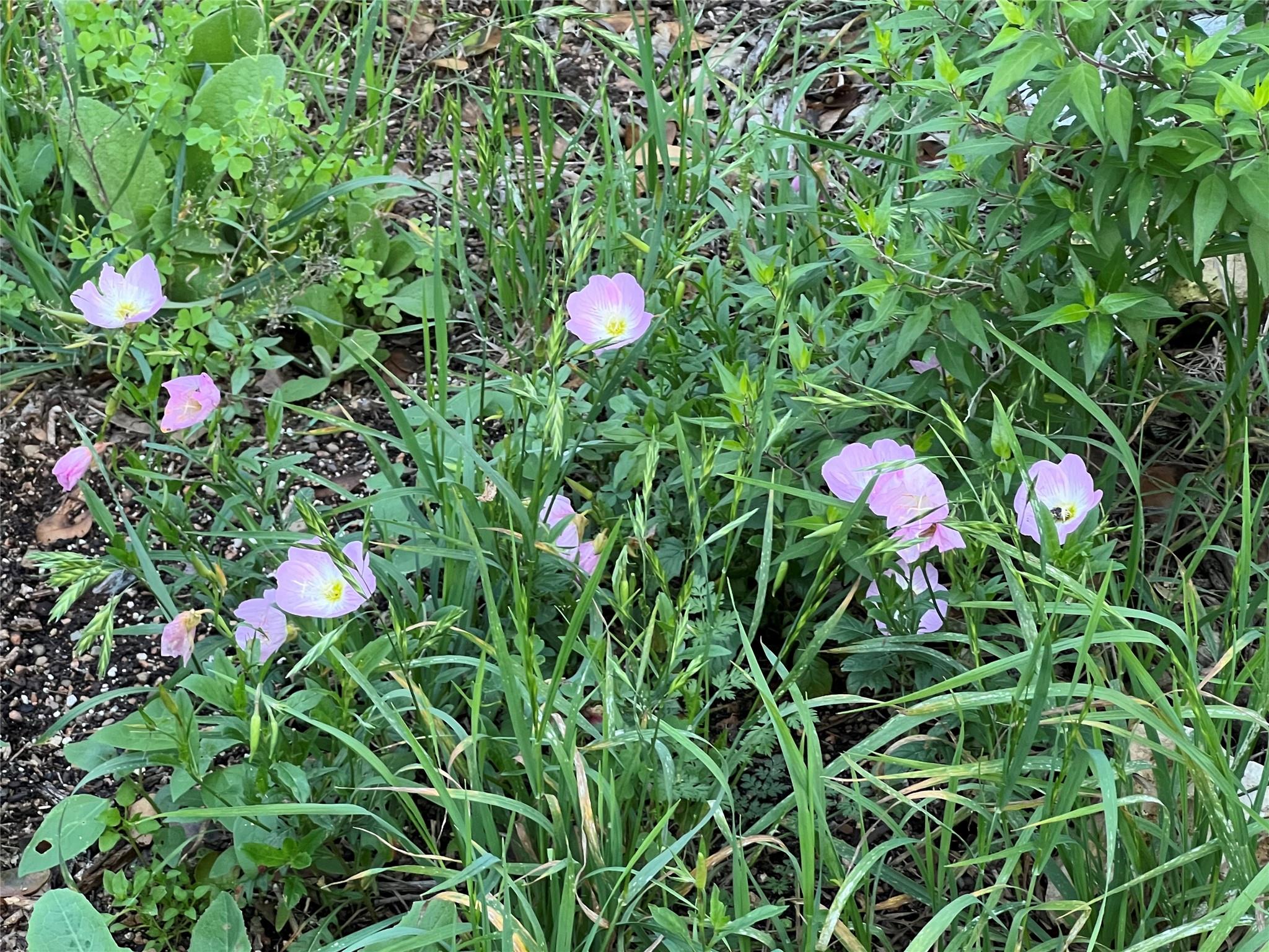 2110 Indian Creek Rd, Austin, TX 78734