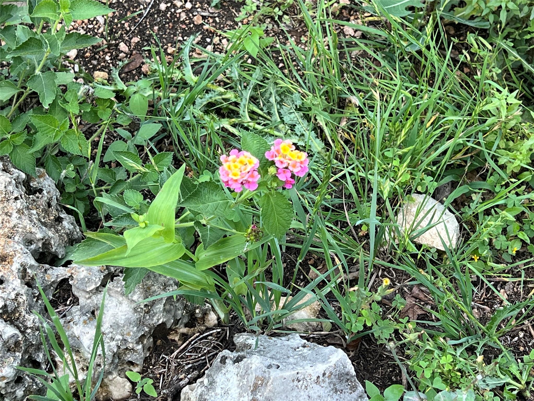 2110 Indian Creek Rd, Austin, TX 78734