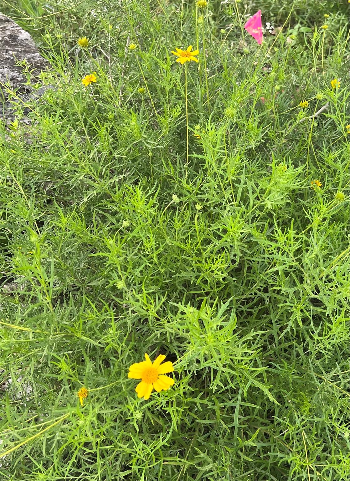 2110 Indian Creek Rd, Austin, TX 78734