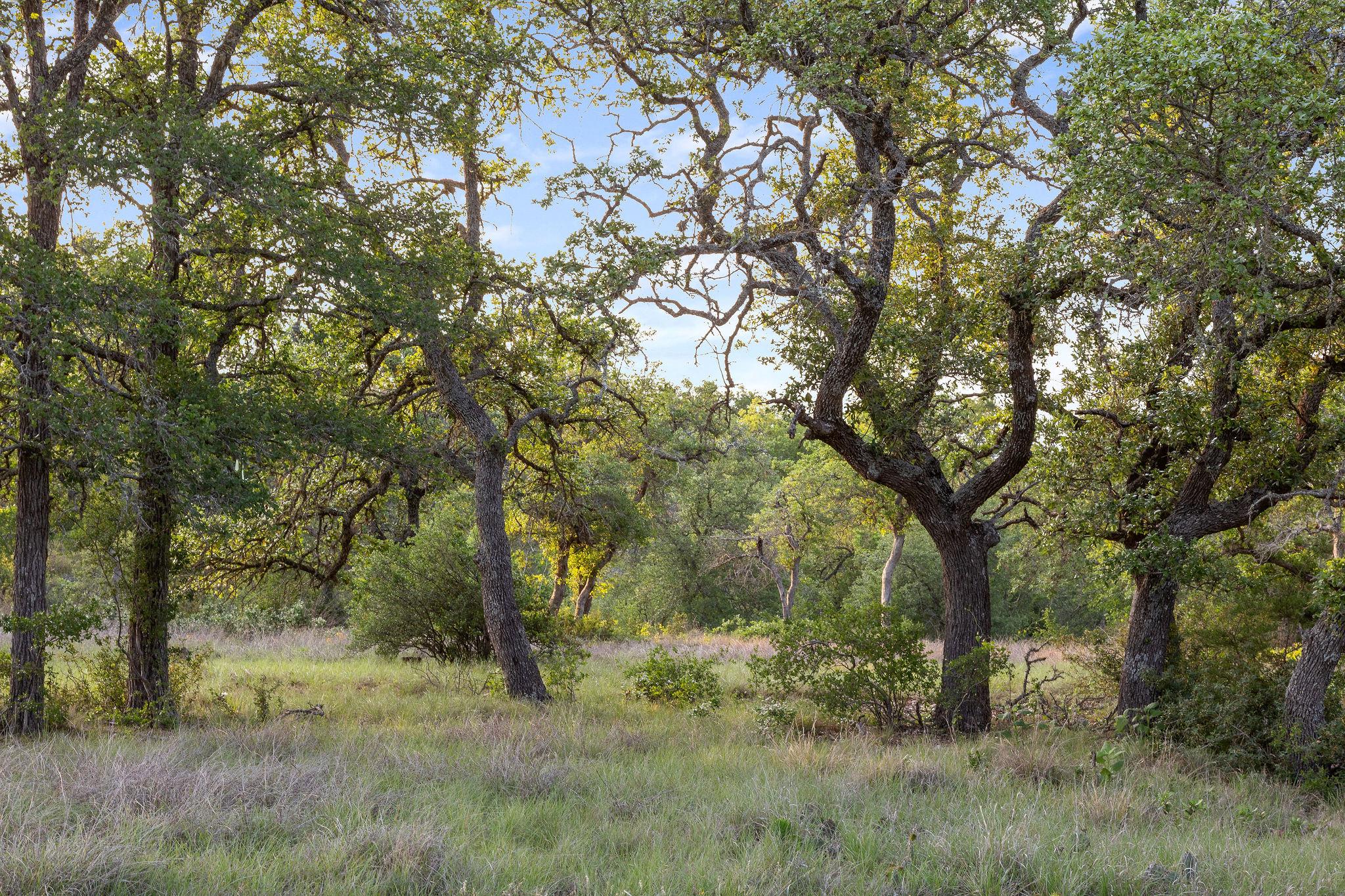 103-205 Mount Gainor Rd, Dripping Springs, TX 78620