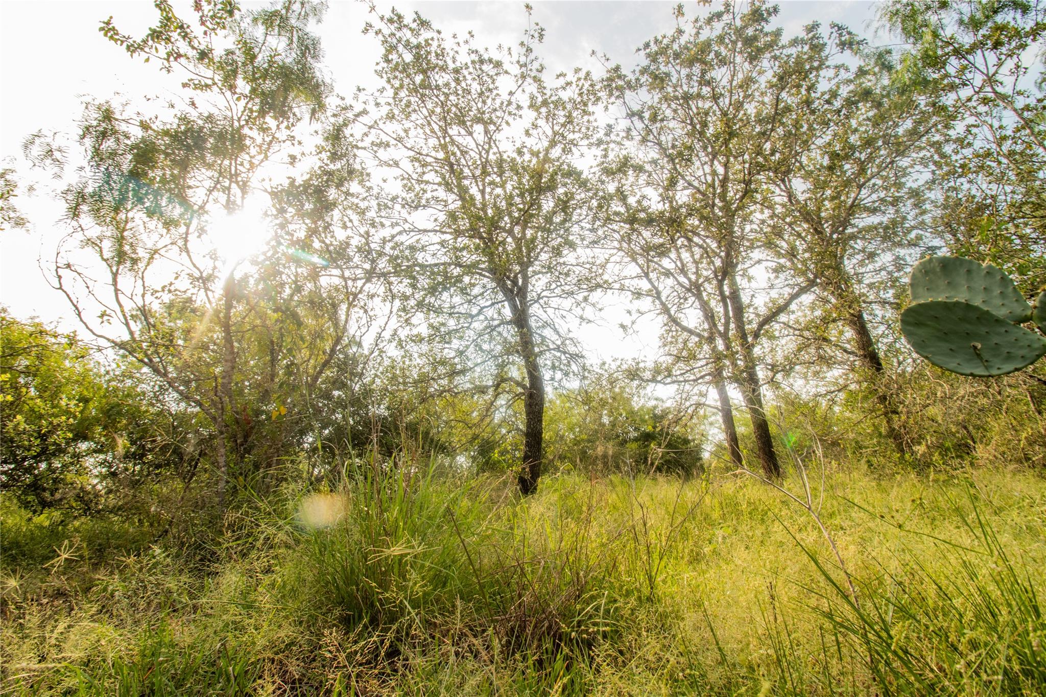 438 Firefly Field Ln, Seguin, TX 78155