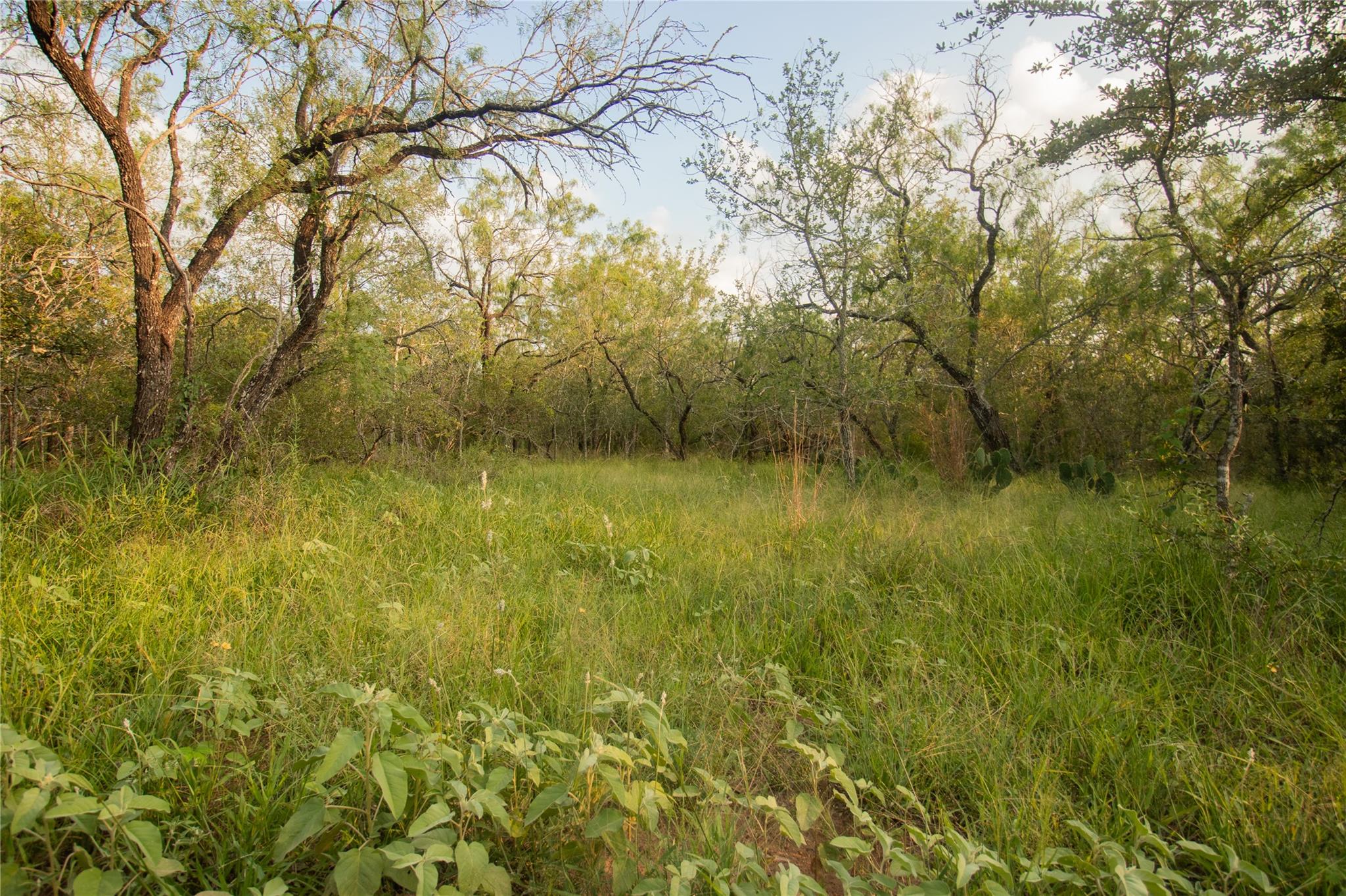 438 Firefly Field Ln, Seguin, TX 78155