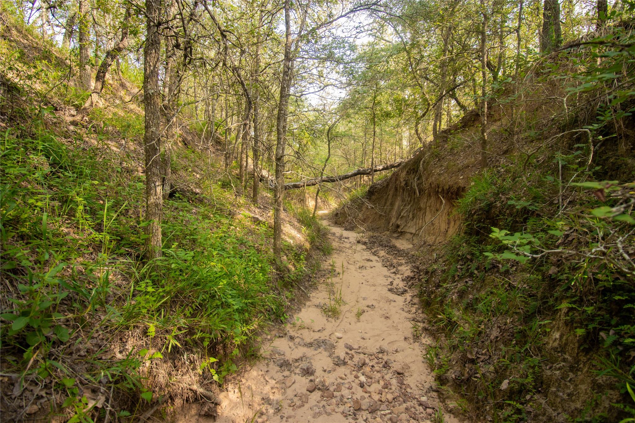 438 Firefly Field Ln, Seguin, TX 78155