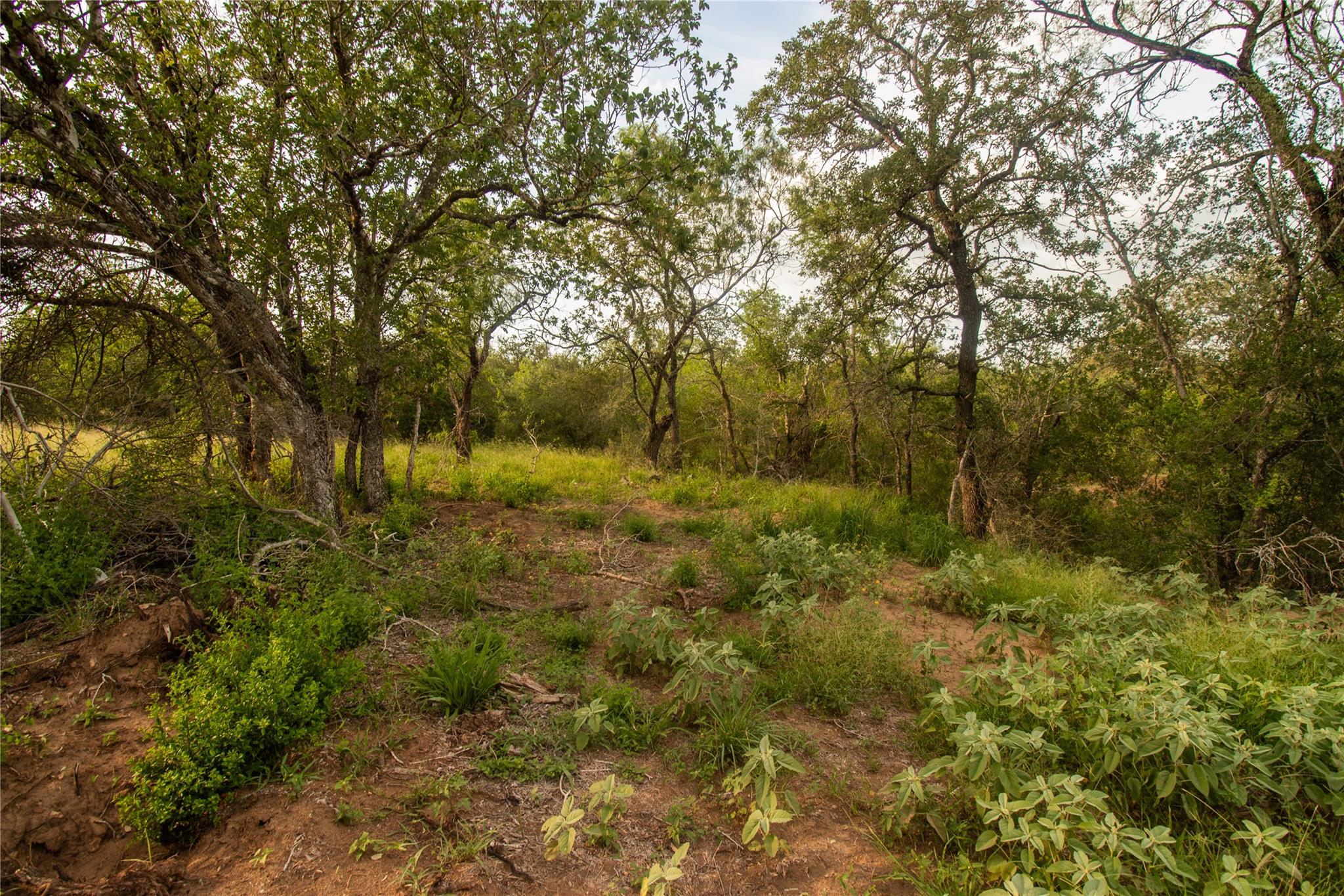 438 Firefly Field Ln, Seguin, TX 78155