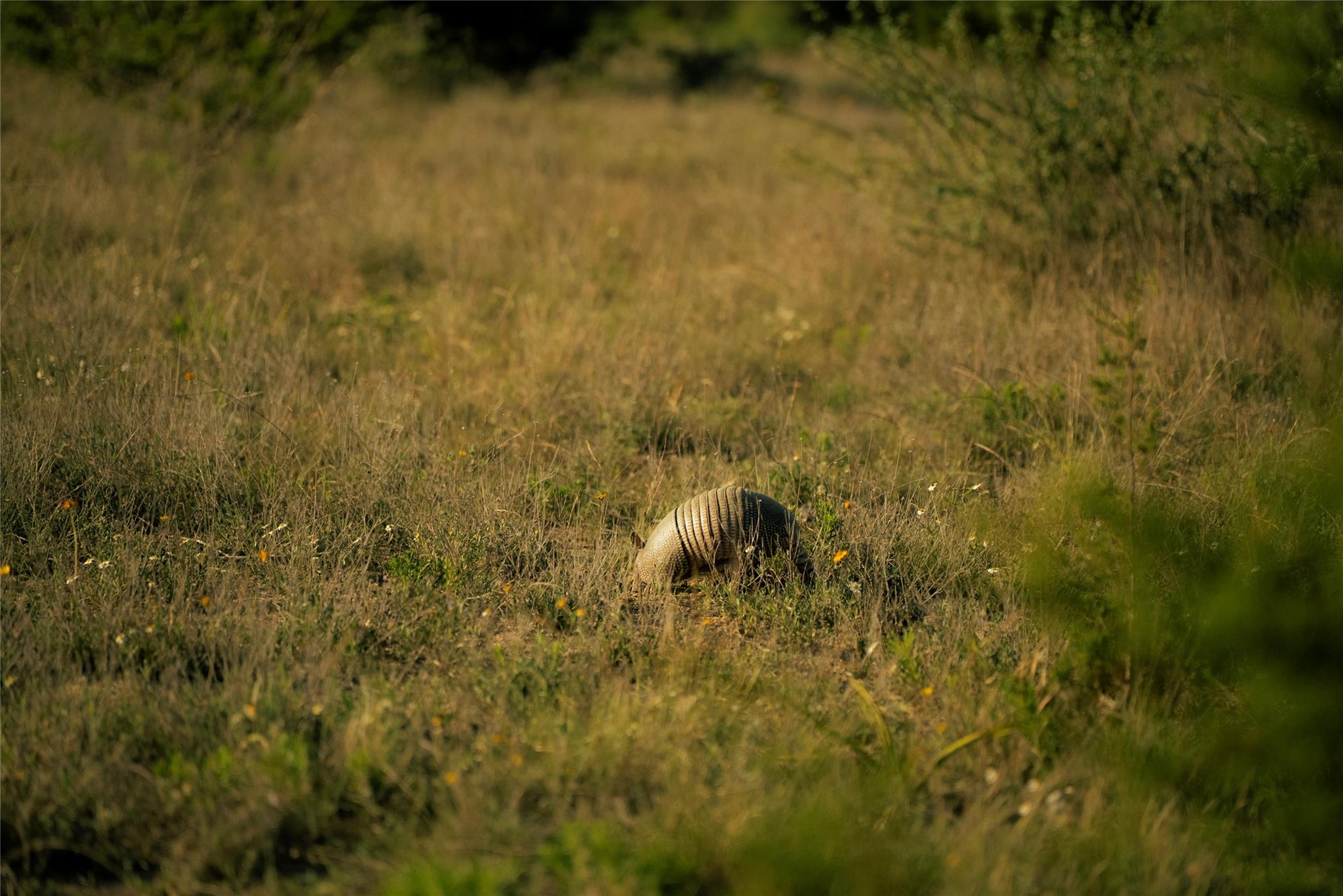 157 Chick Ranch Loop, Blanco, TX 78606