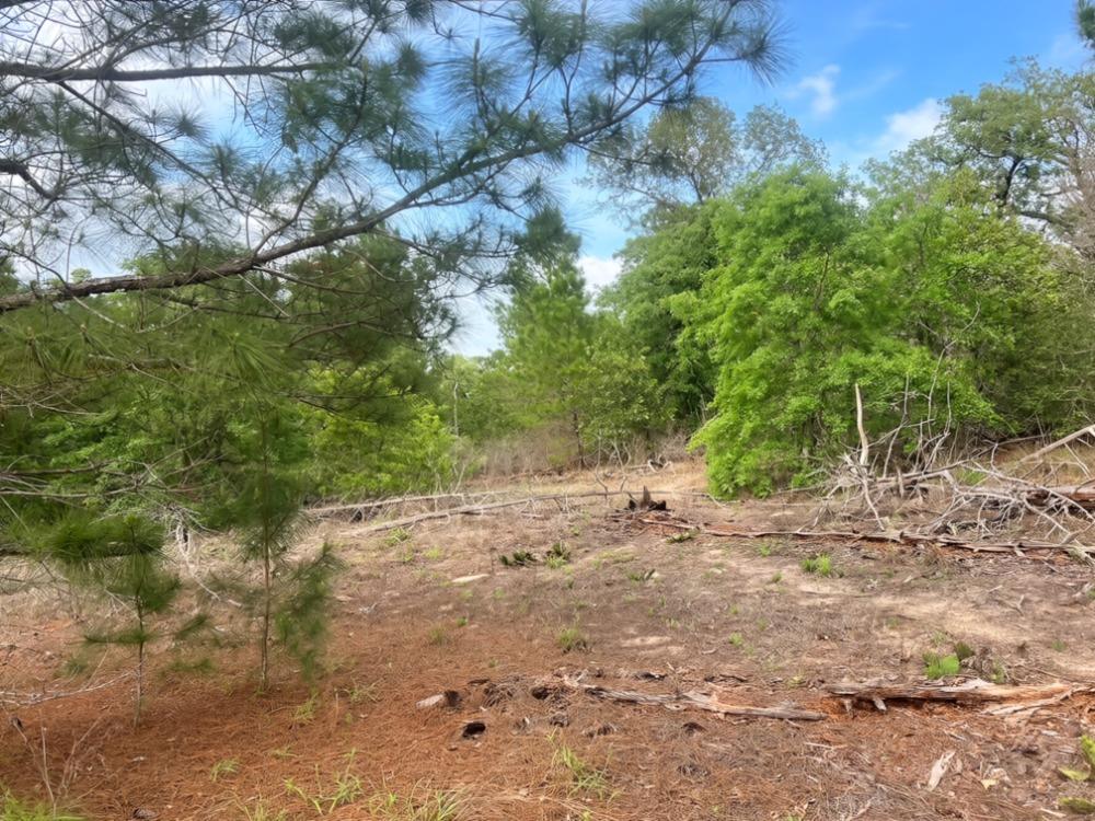 000 Ponderosa Loop Loop, Paige, TX 78602