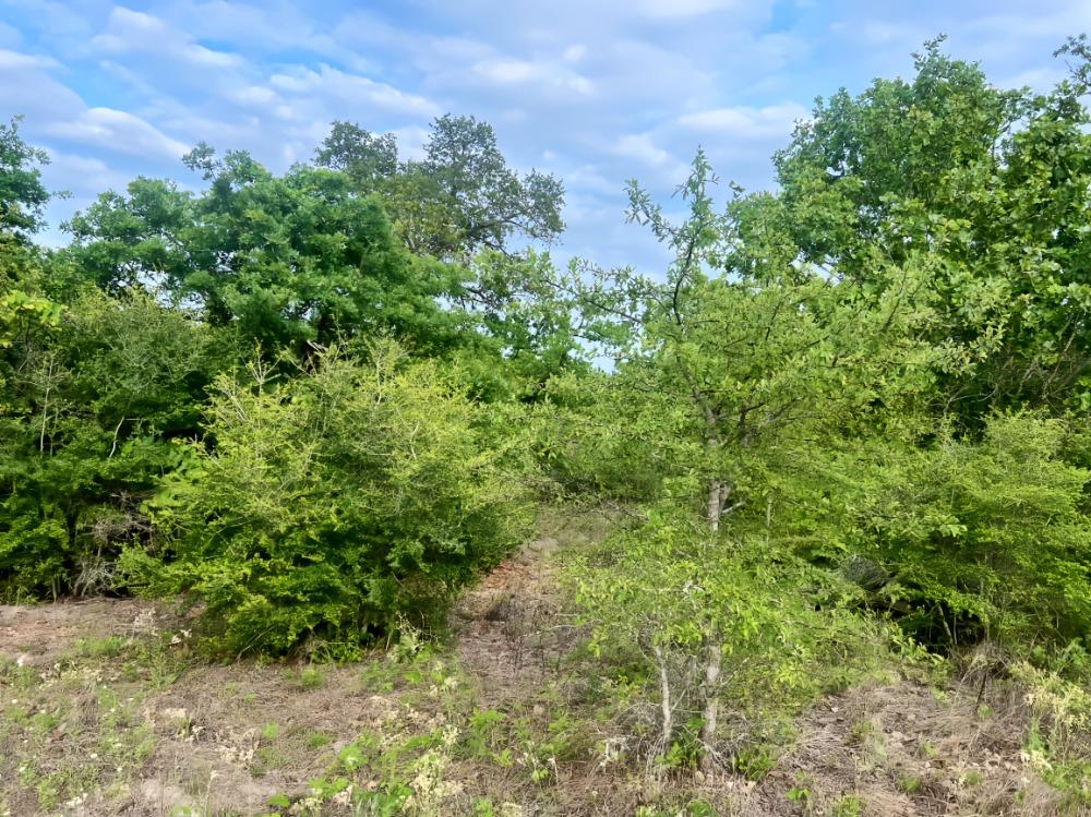 000 Ponderosa Loop Loop, Paige, TX 78602