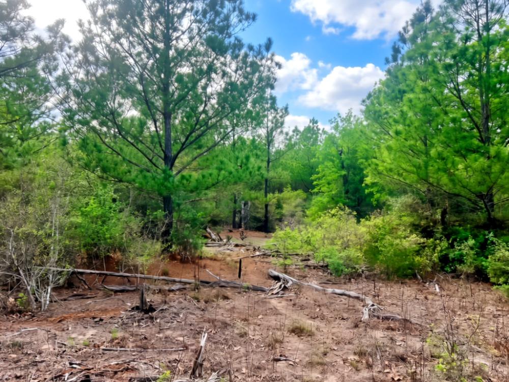 000 Ponderosa Loop Loop, Paige, TX 78602