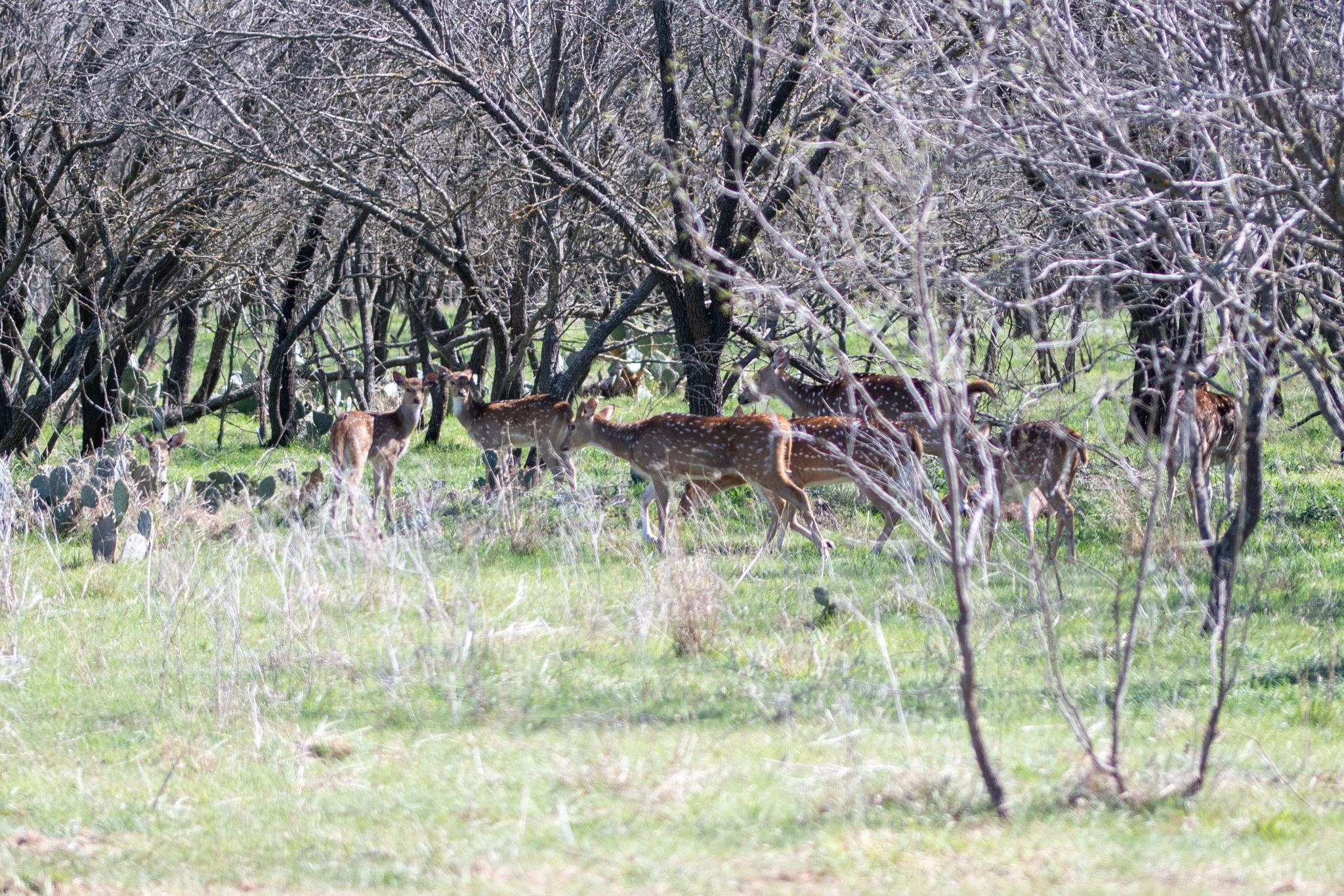 TBD PR 1789, Bend, TX 76824