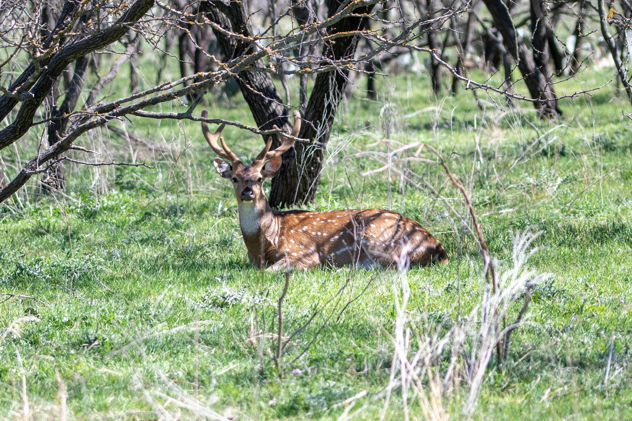 TBD PR 1789, Bend, TX 76824