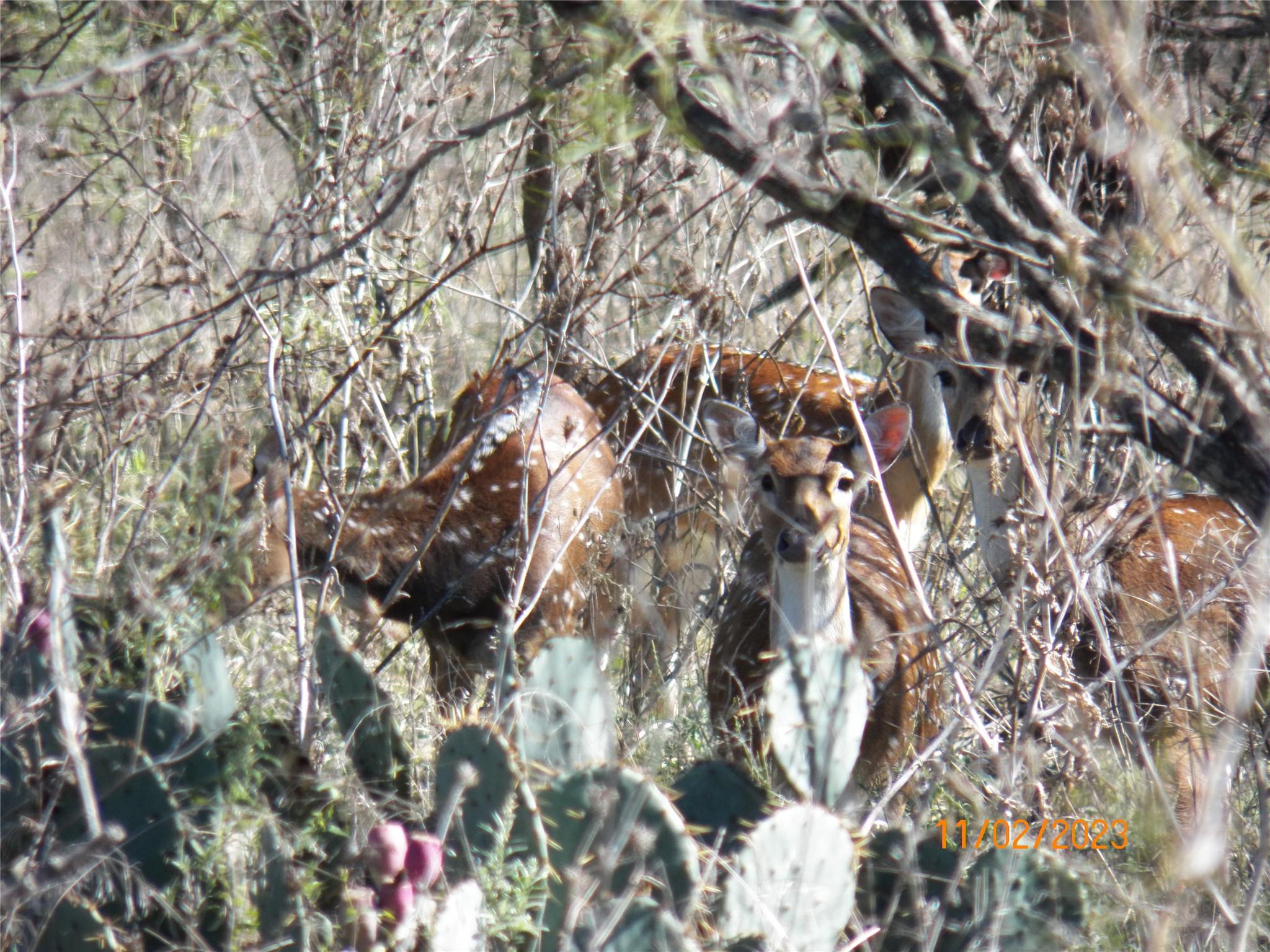 TBD PR 1789, Bend, TX 76824