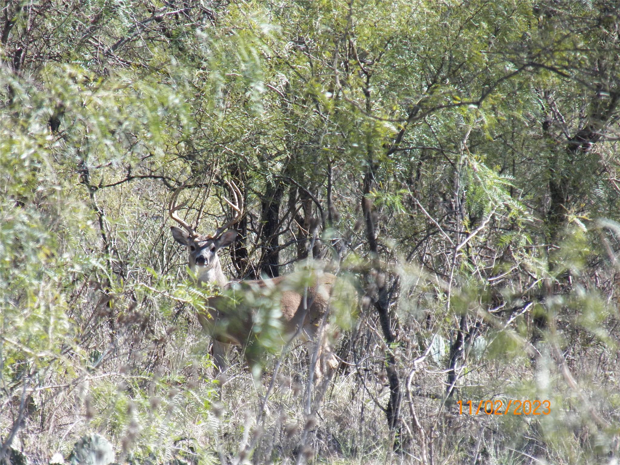 TBD PR 1789, Bend, TX 76824