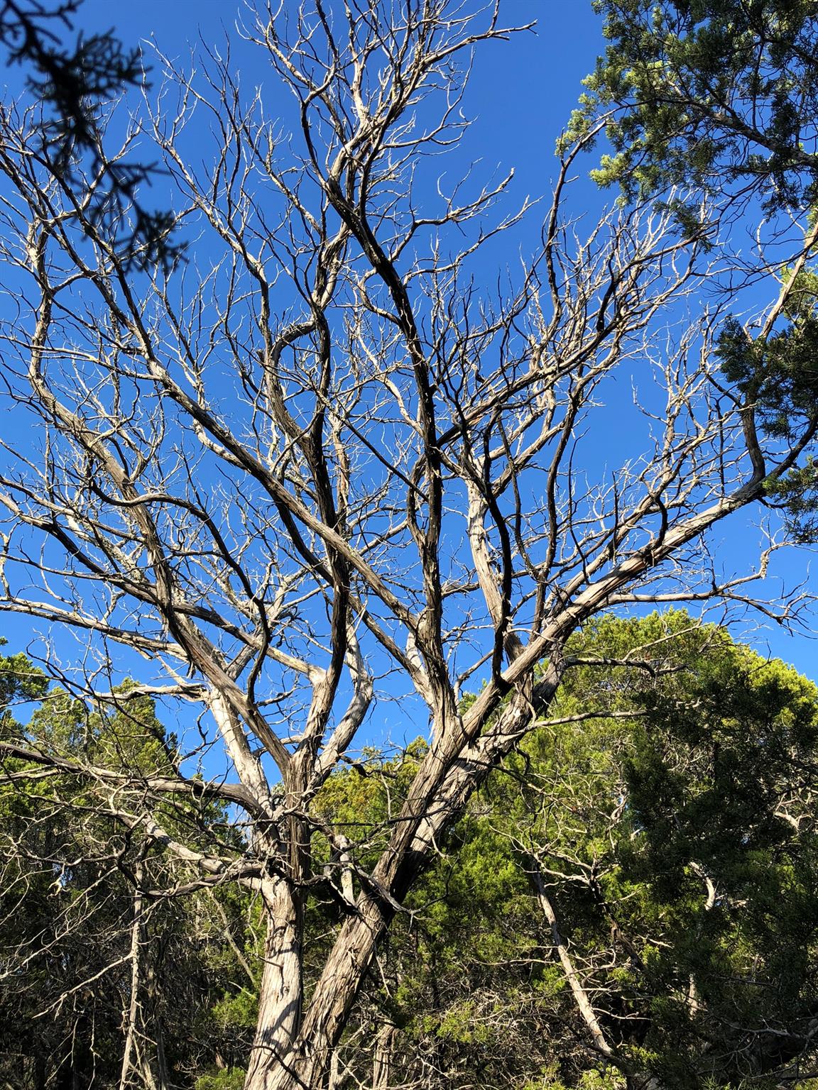 Lot 162 Addax Ct, Lampasas, TX 76550