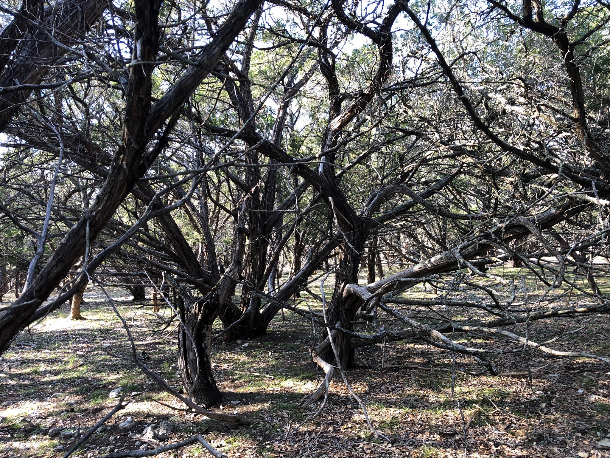 Lot 162 Addax Ct, Lampasas, TX 76550