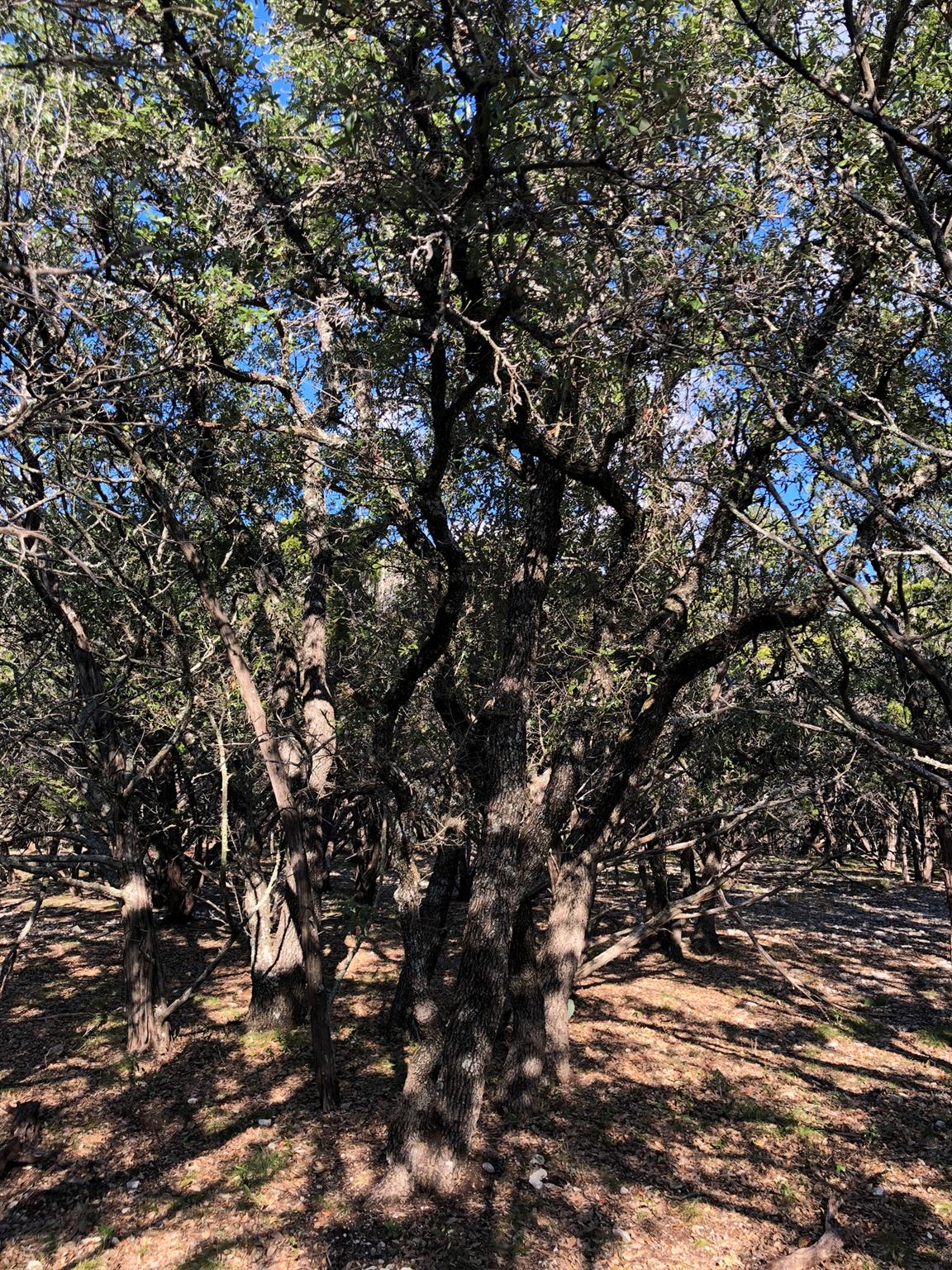 Lot 162 Addax Ct, Lampasas, TX 76550