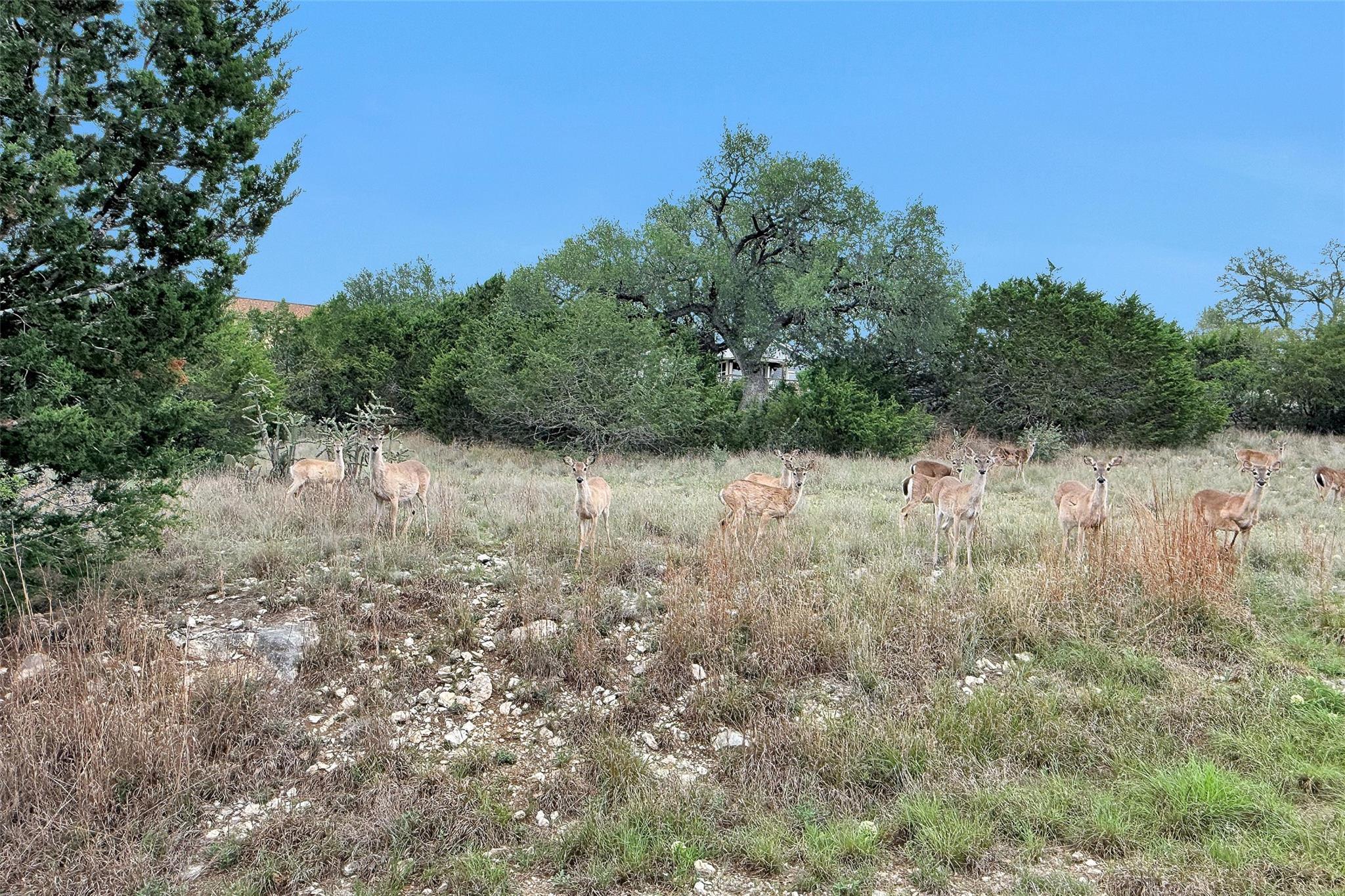 1226 Cougar Dr # 15, Canyon Lake, TX 78133