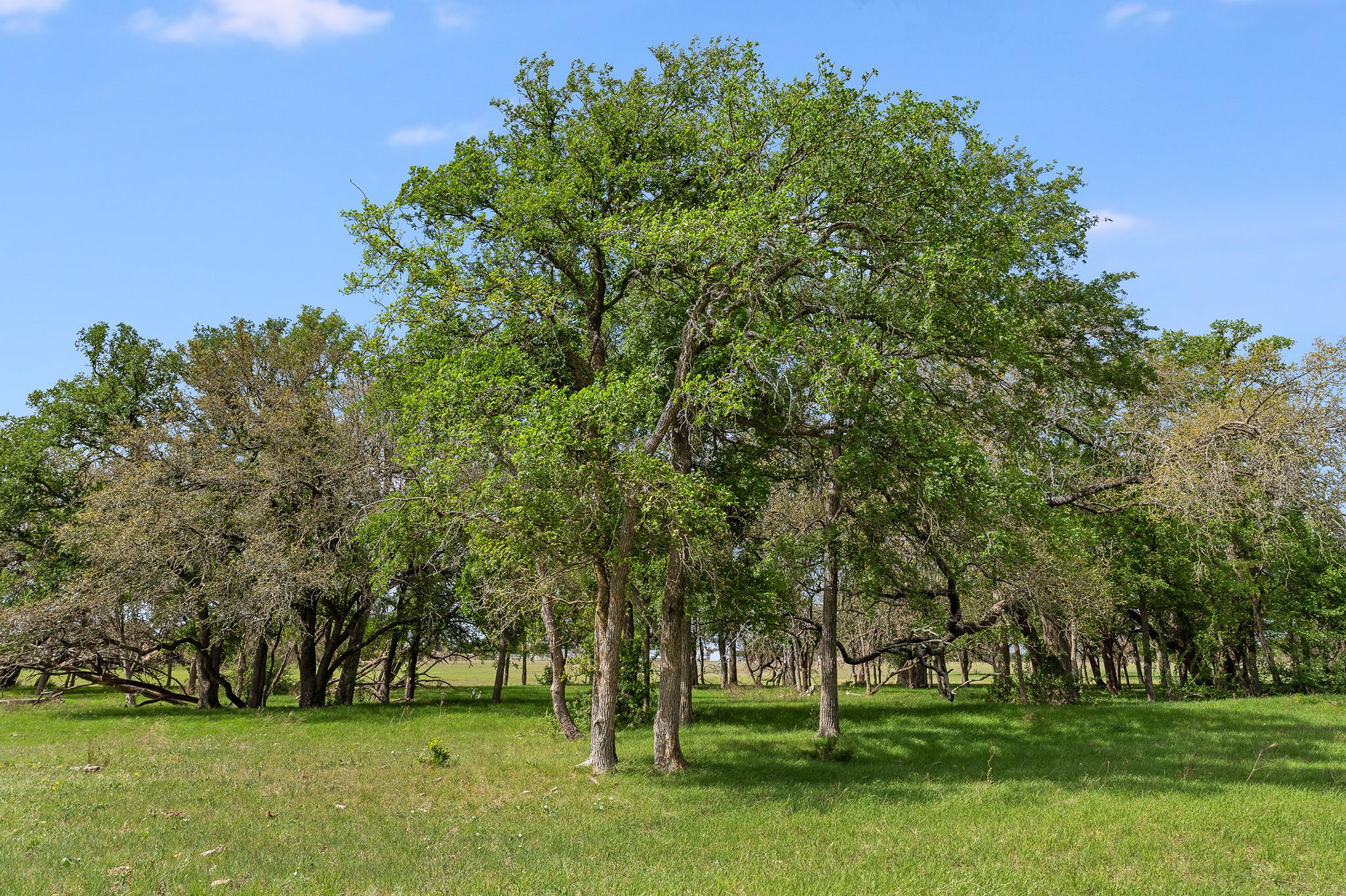 3680 County Road 245, Florence, TX 76527