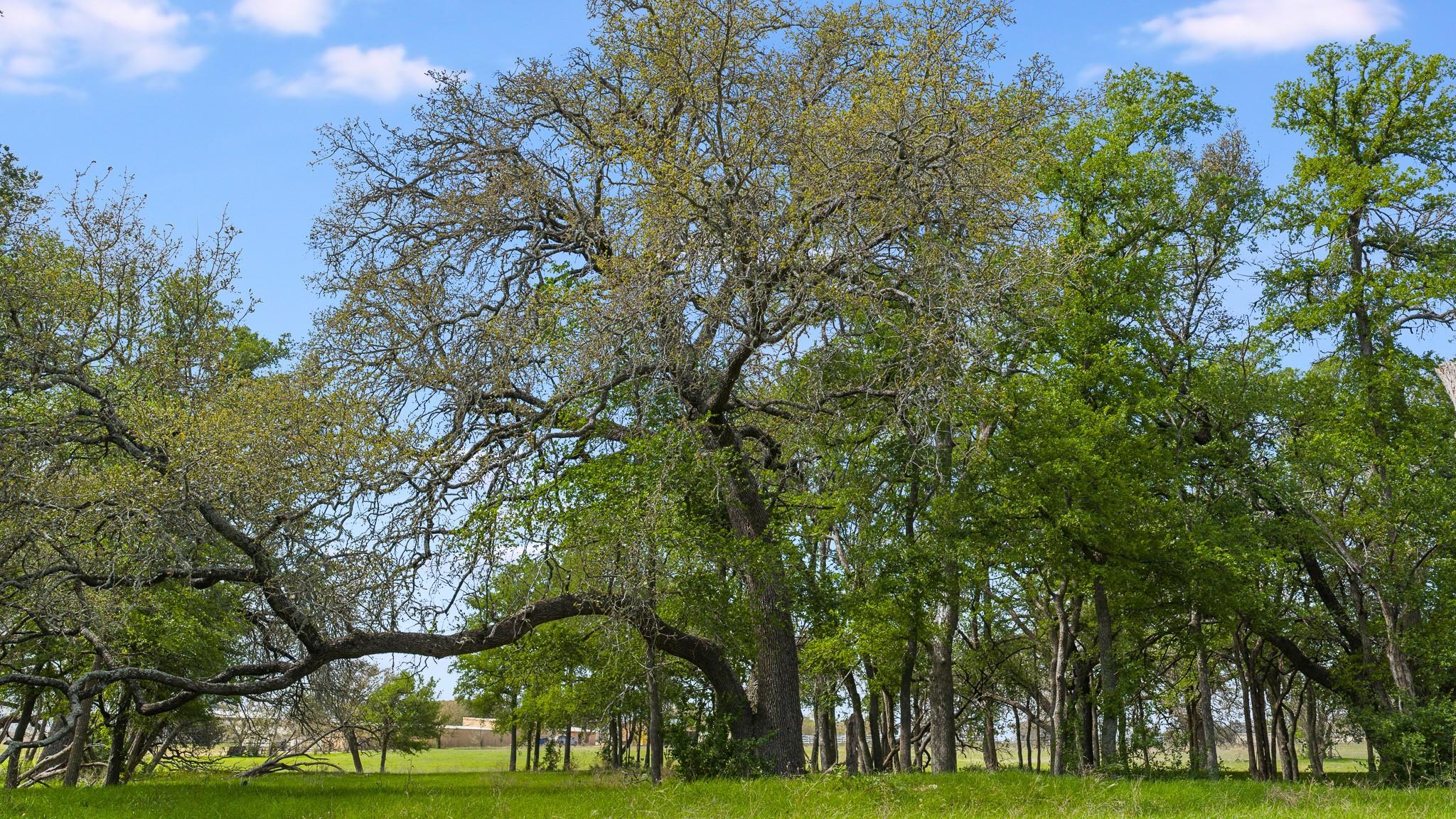 3680 County Road 245, Florence, TX 76527