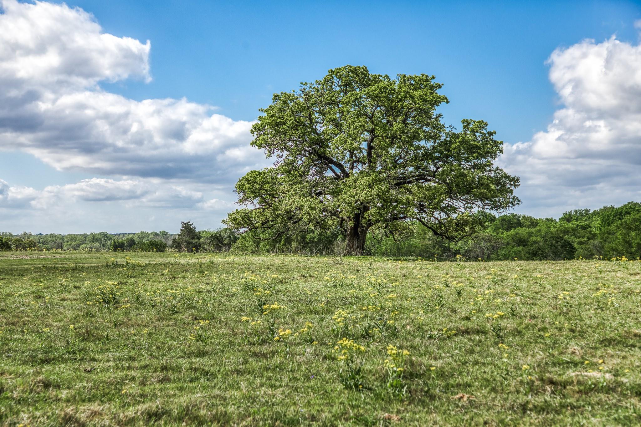 11320 County Road 343, Caldwell, TX 77836