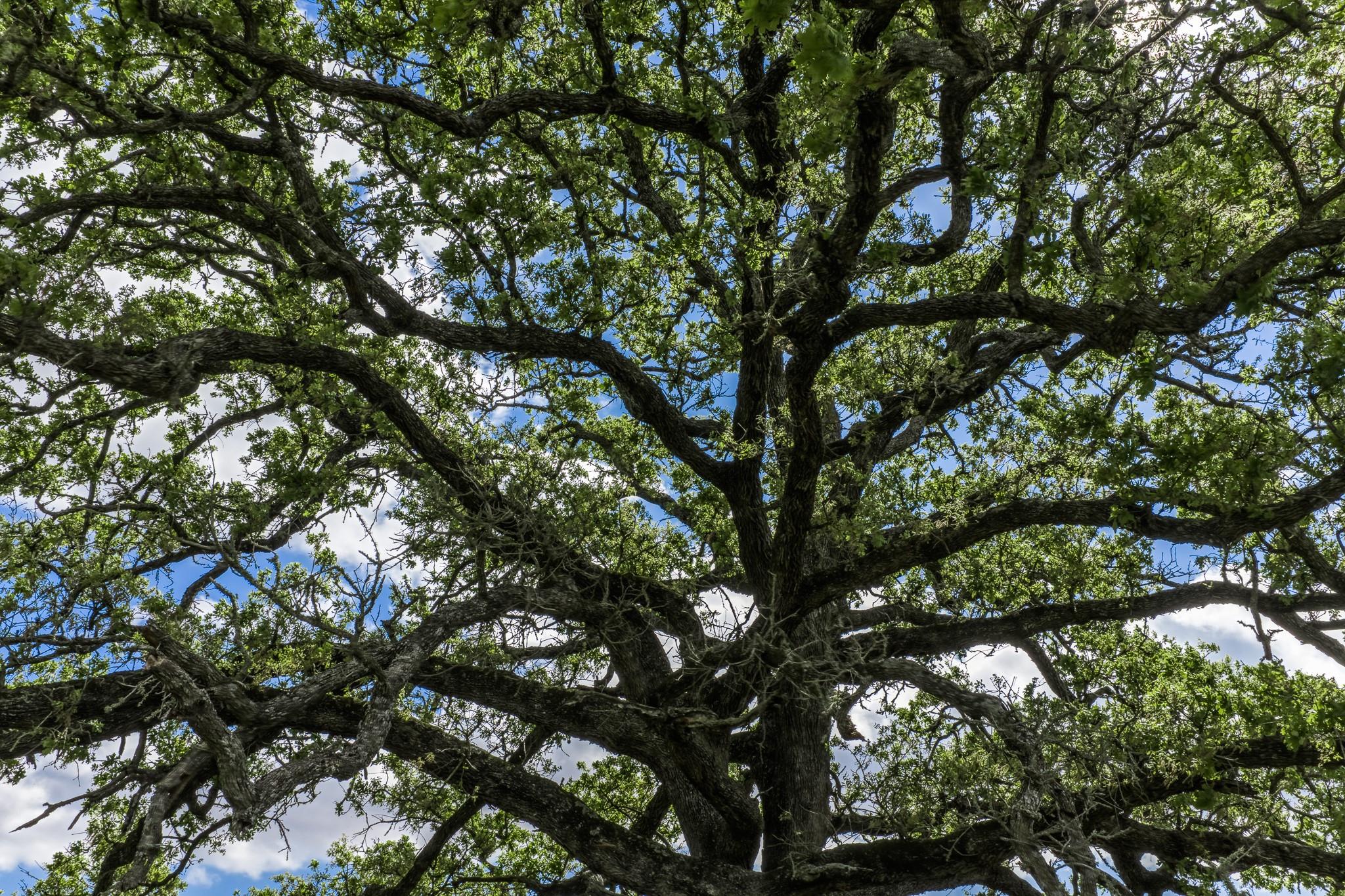 11320 County Road 343, Caldwell, TX 77836