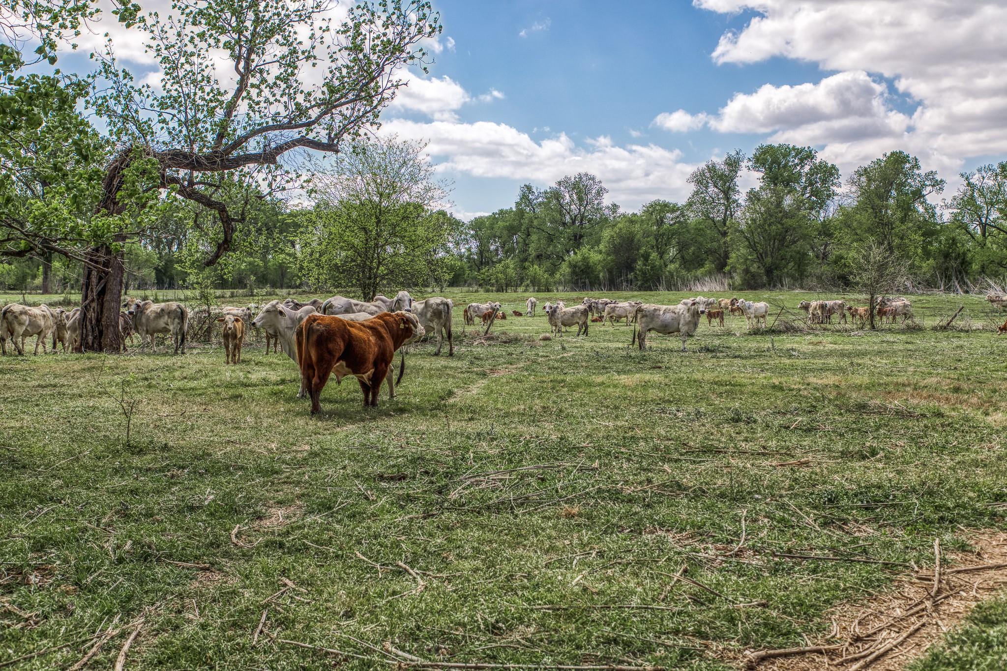 11320 County Road 343, Caldwell, TX 77836