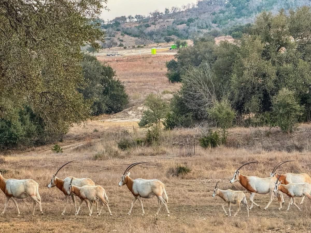 Lot 211 Majestic Hills Dr, Blanco, TX 78606