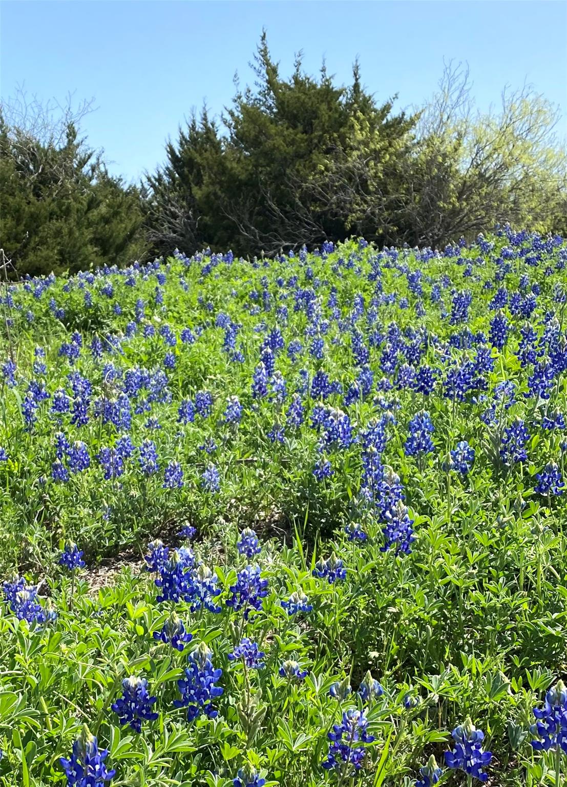 1056 Escalar Dr, Kingsland, TX 78611