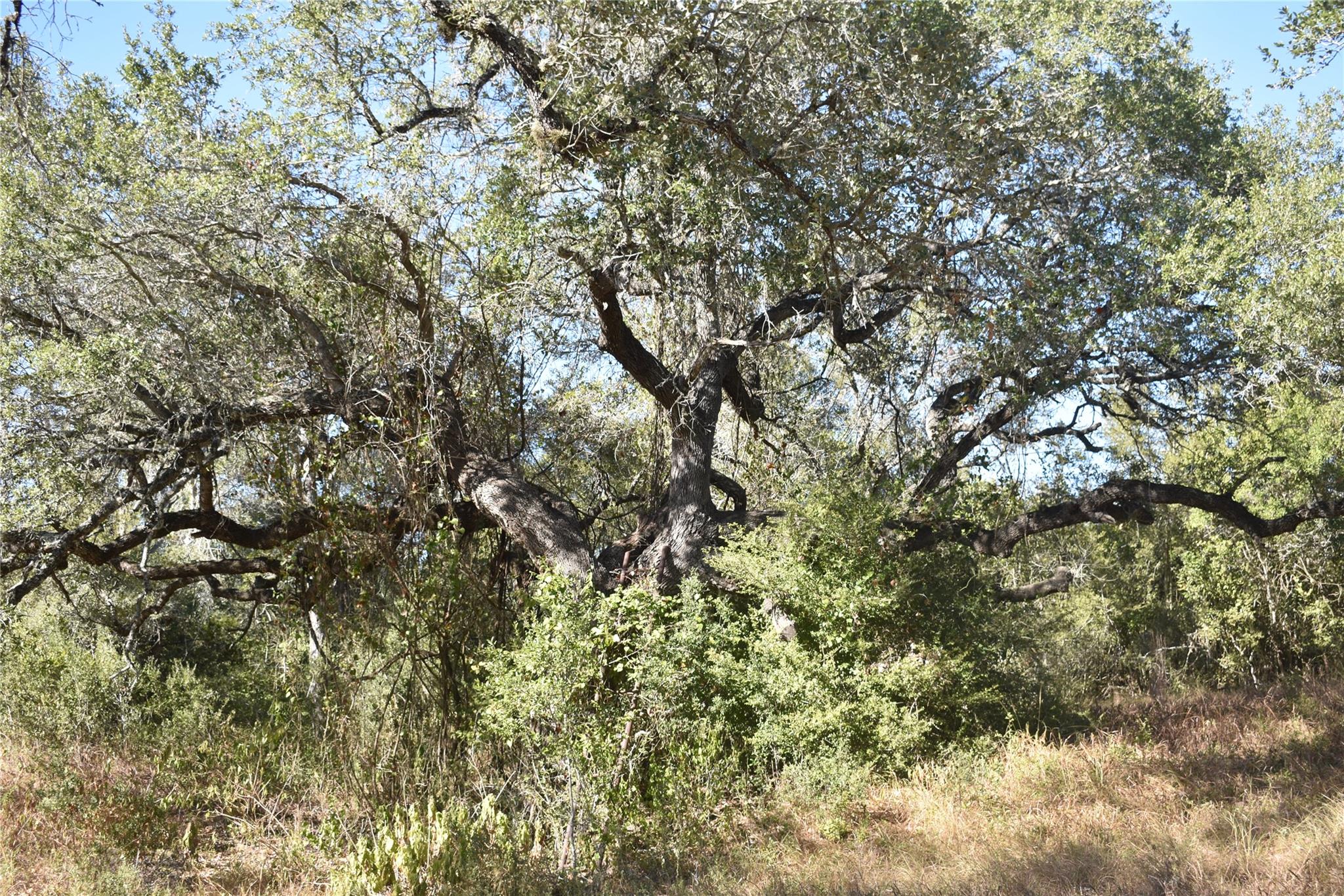 TBD Cr 481, Gonzales, TX 78629