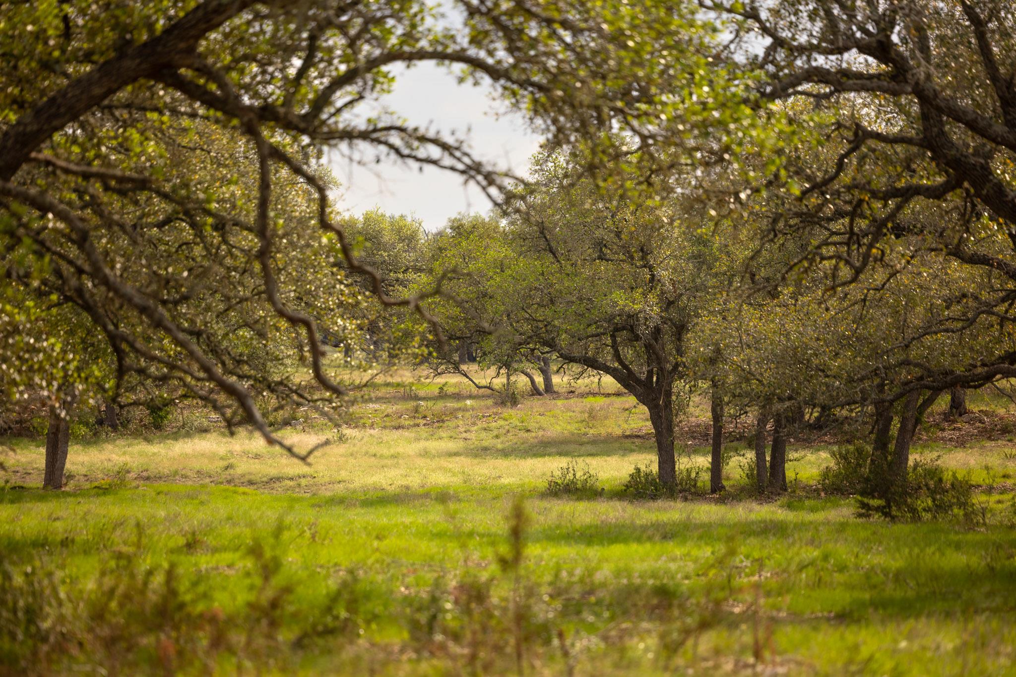 2609 Prochnow Rd, Dripping Springs, TX 78620