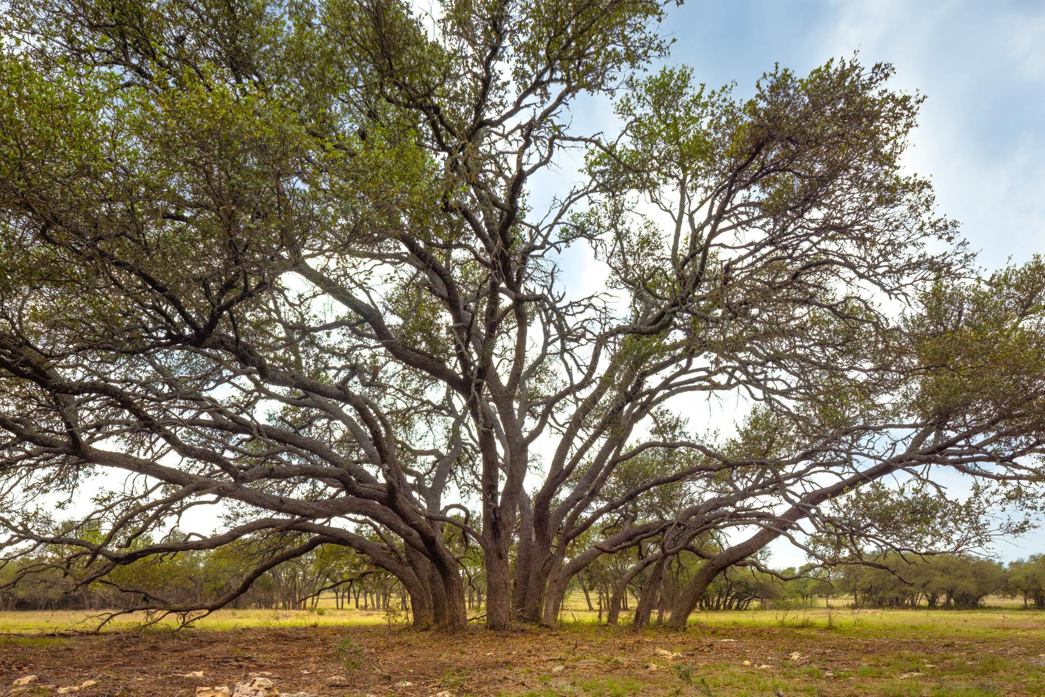 2609 Prochnow Rd, Dripping Springs, TX 78620