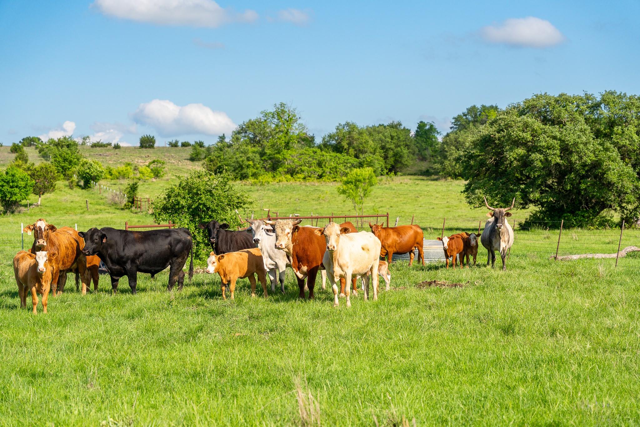 5950 Moccasin Bend Rd, Gatesville, TX 76528