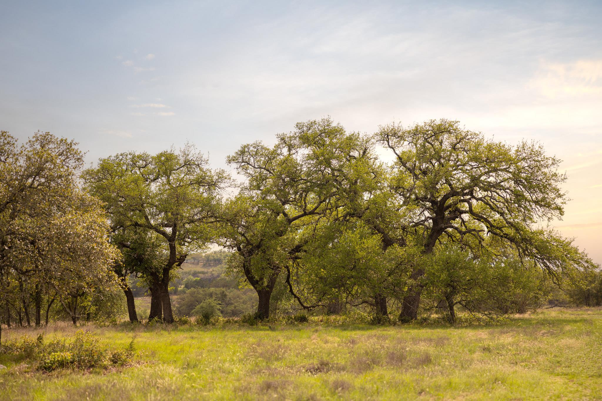 2609 Prochnow Rd, Dripping Springs, TX 78620