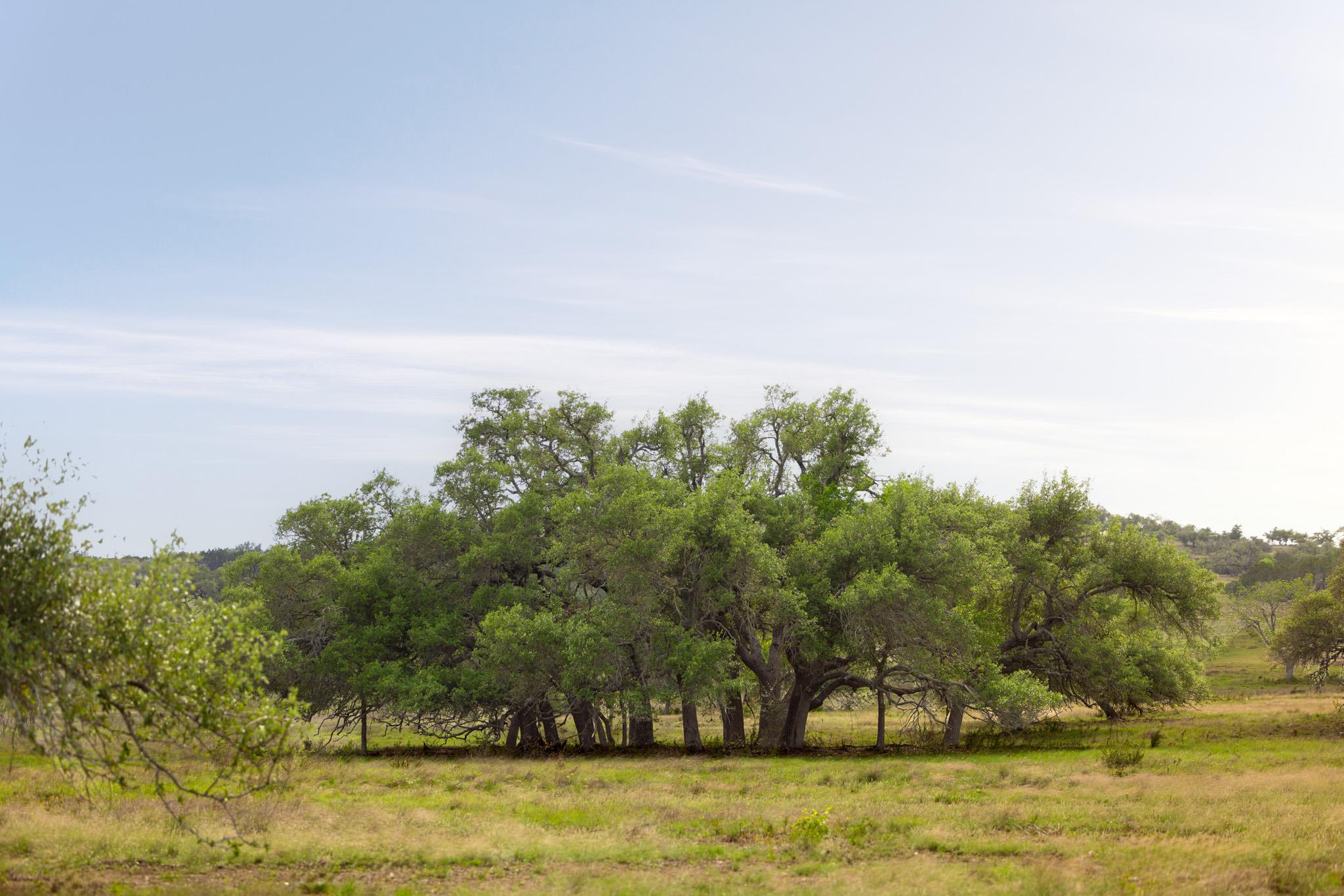 2609 Prochnow Rd, Dripping Springs, TX 78620