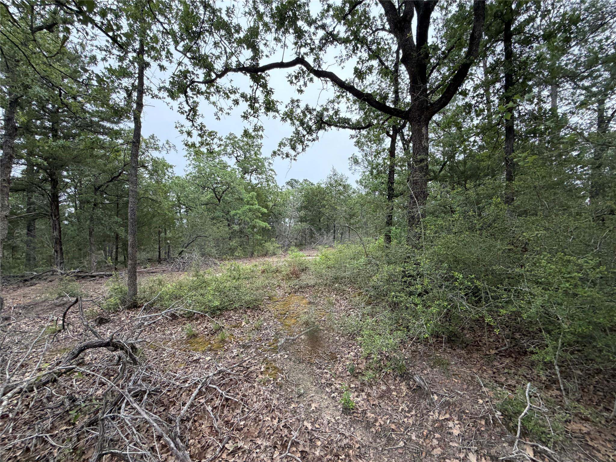 Lot 17 Old Antioch Rd, Smithville, TX 78957