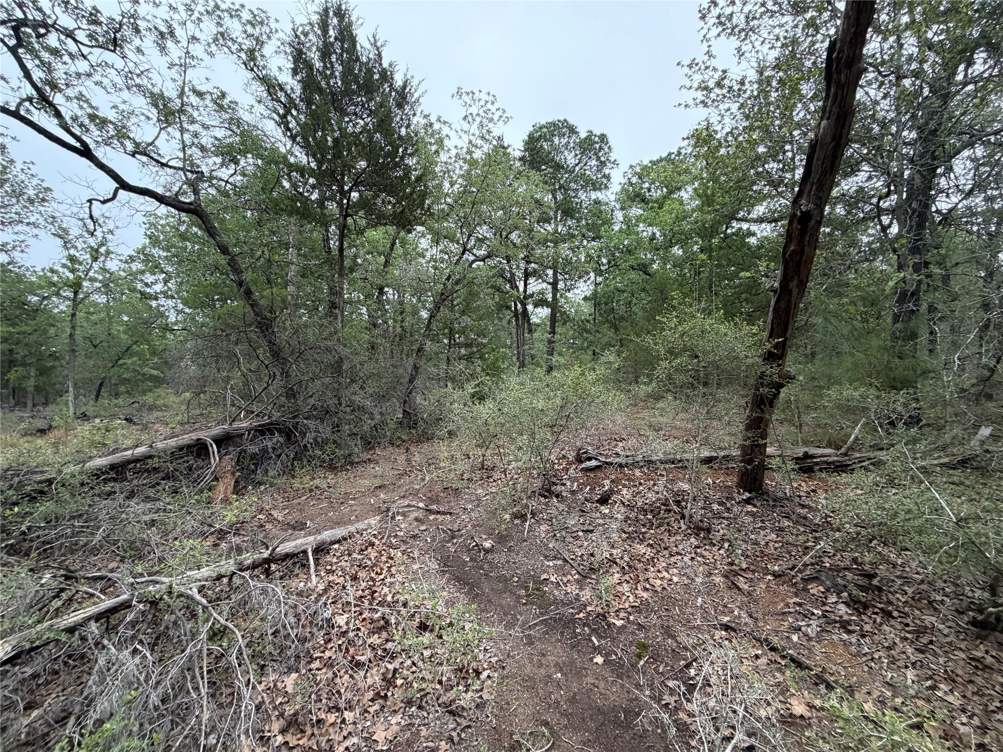 Lot 17 Old Antioch Rd, Smithville, TX 78957