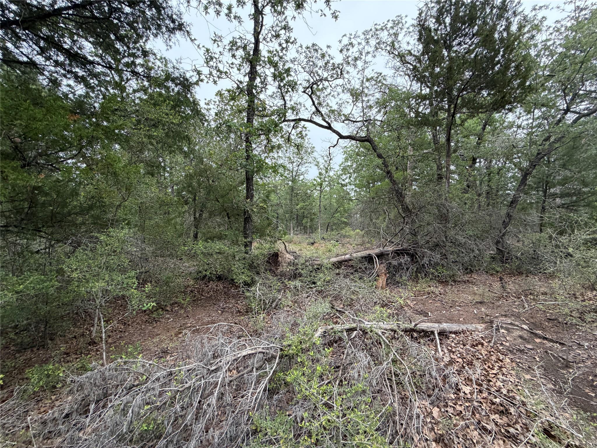Lot 17 Old Antioch Rd, Smithville, TX 78957