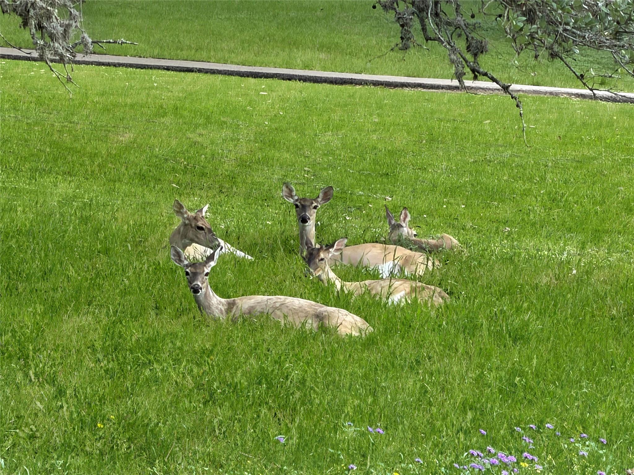 34 Pebblebrook Ln, Wimberley, TX 78676