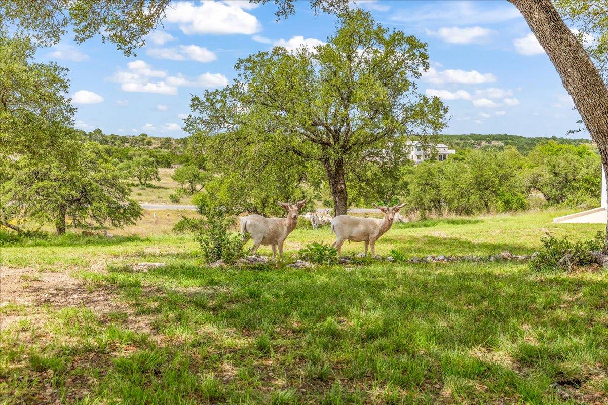 230 Dry Bear Crk, New Braunfels, TX 78132