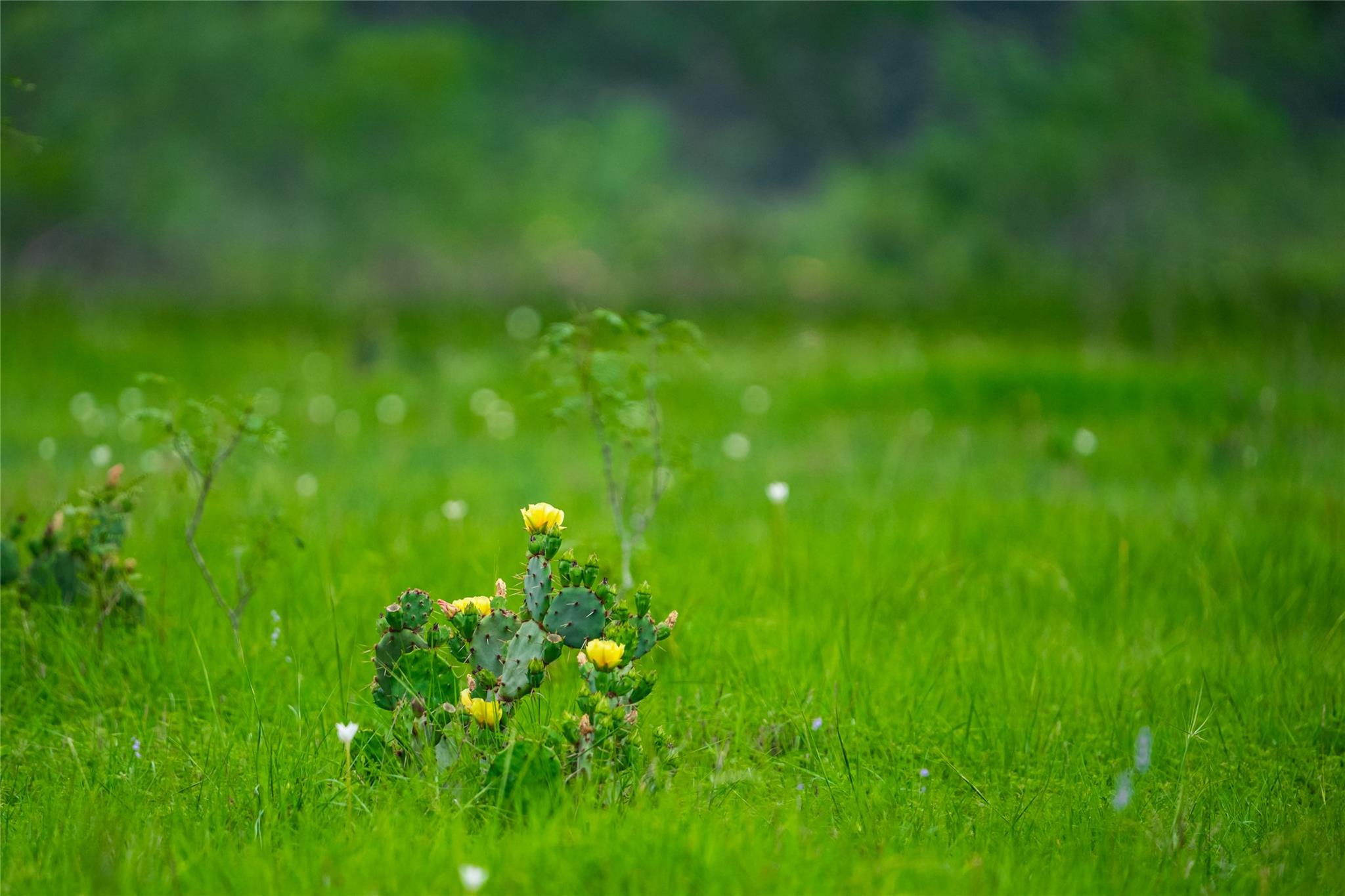 0 County Road 396, Gonzales, TX 78629