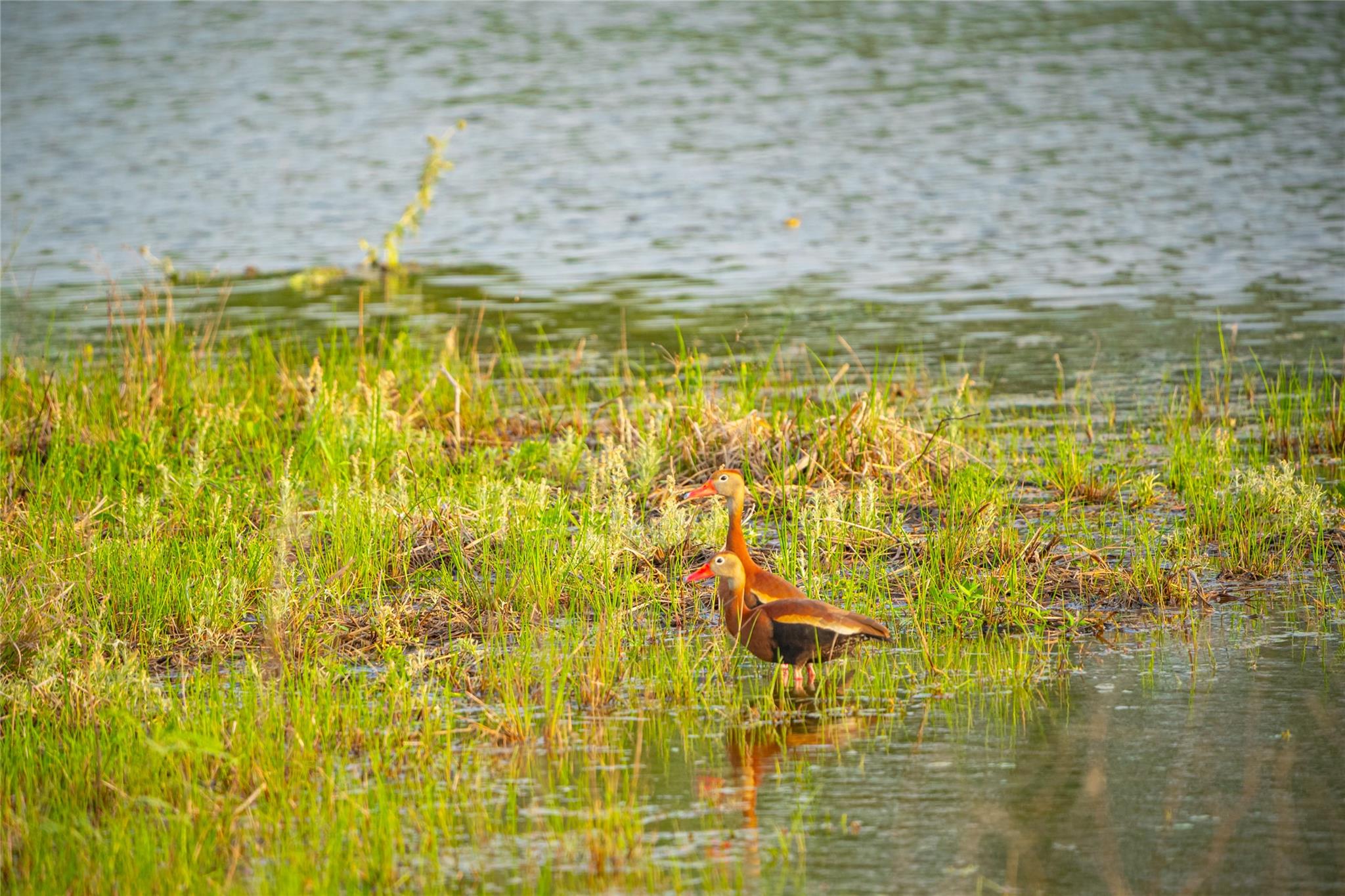 0 County Road 396, Gonzales, TX 78629