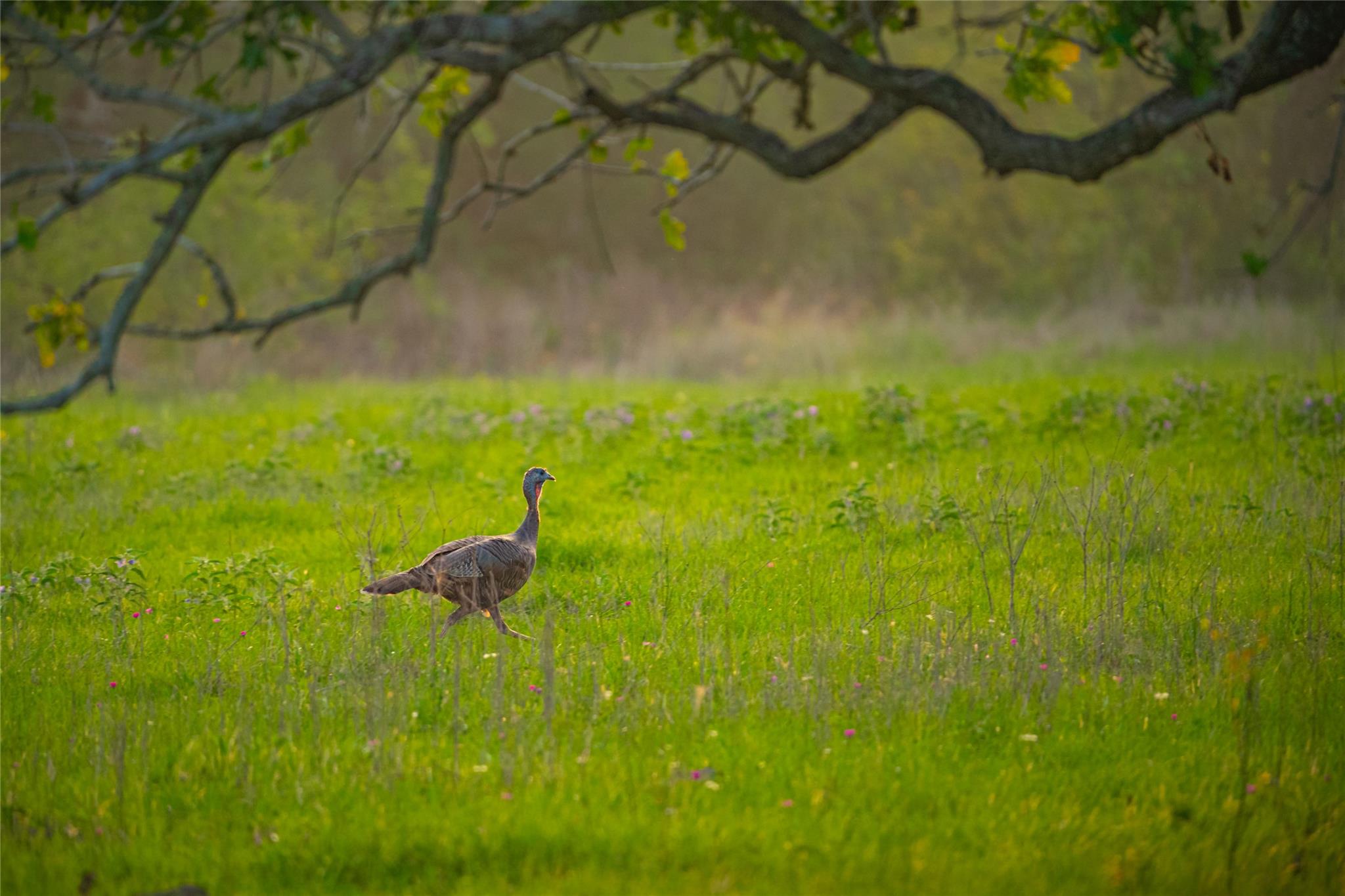 0 County Road 396, Gonzales, TX 78629
