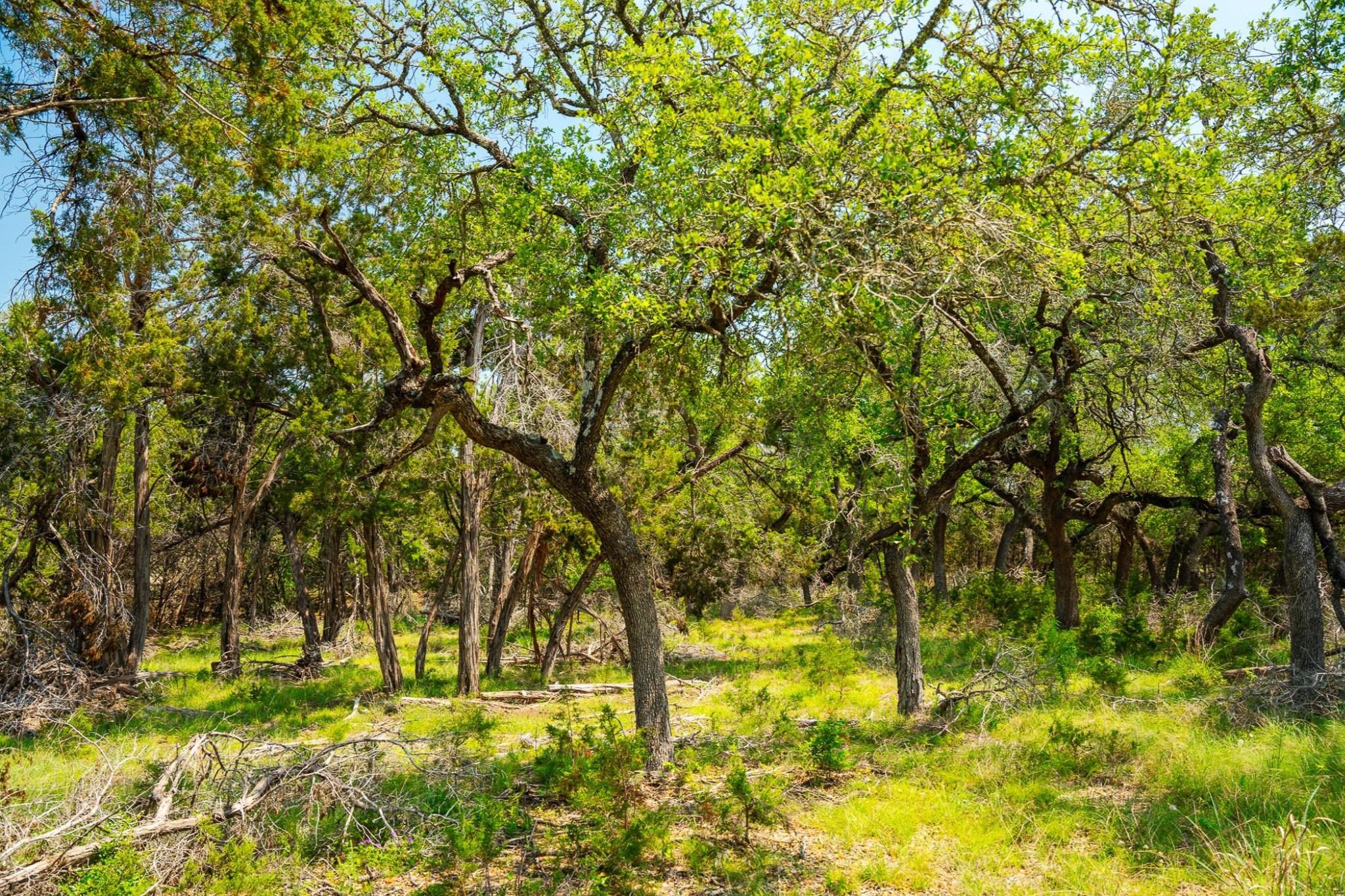 3230 W Fitzhugh Rd, Dripping Springs, TX 78620