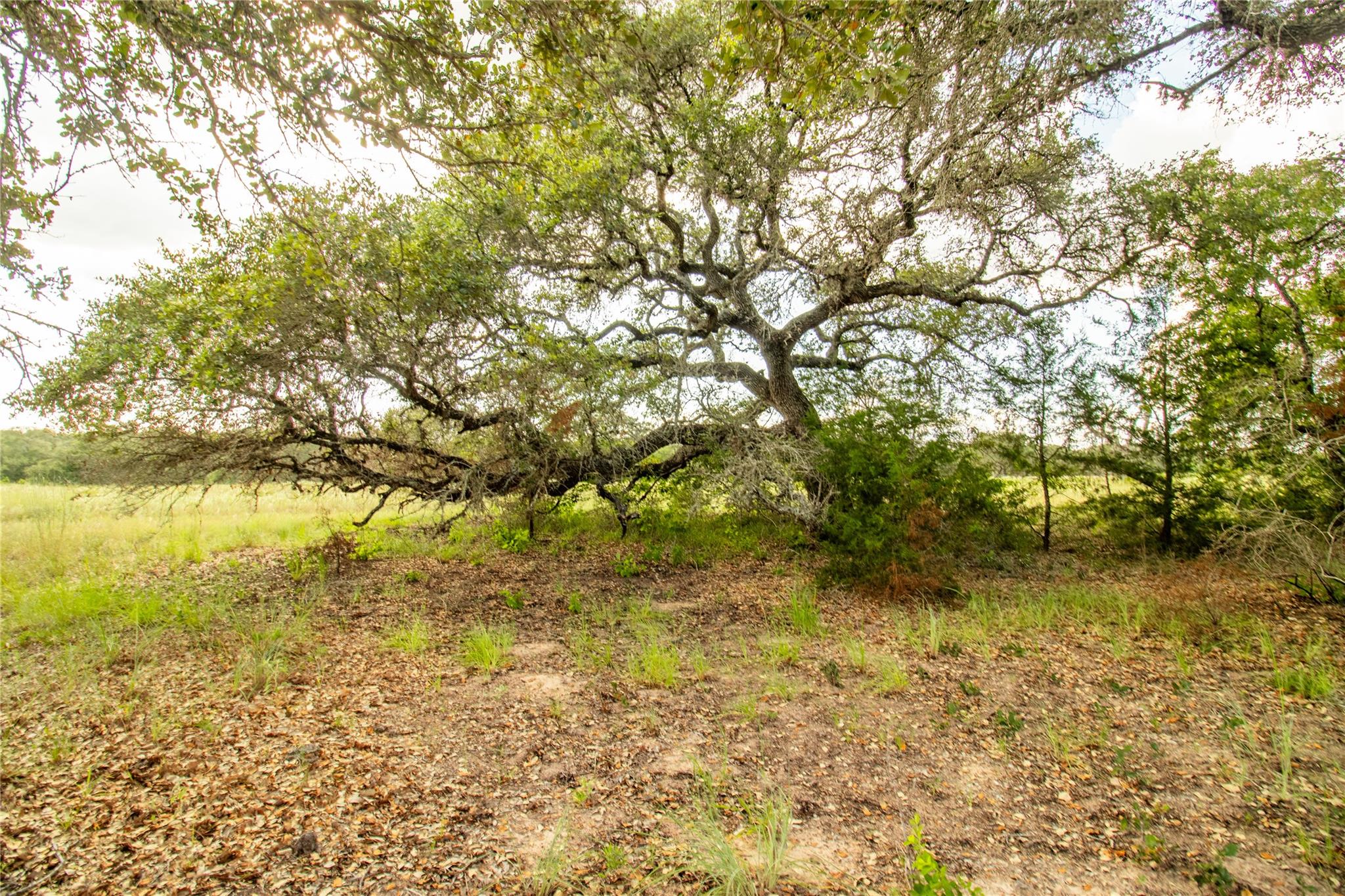 000 County Road 15, Hallettsville, TX 77964