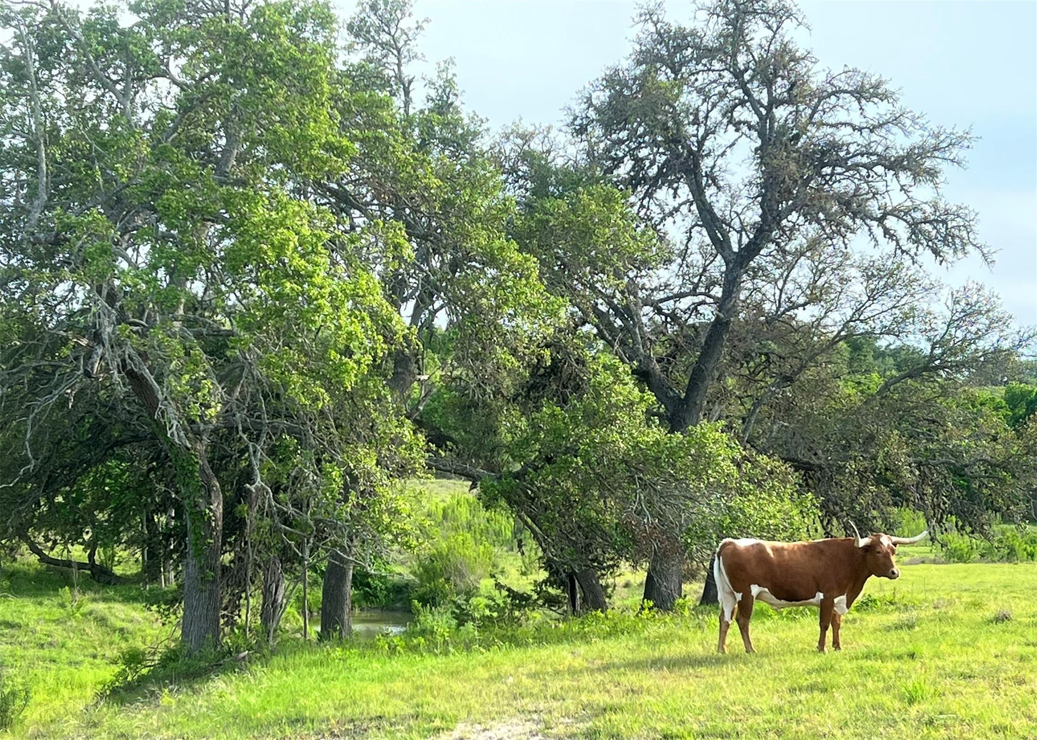 124 E Purple Sage Trl, Blanco, TX 78606